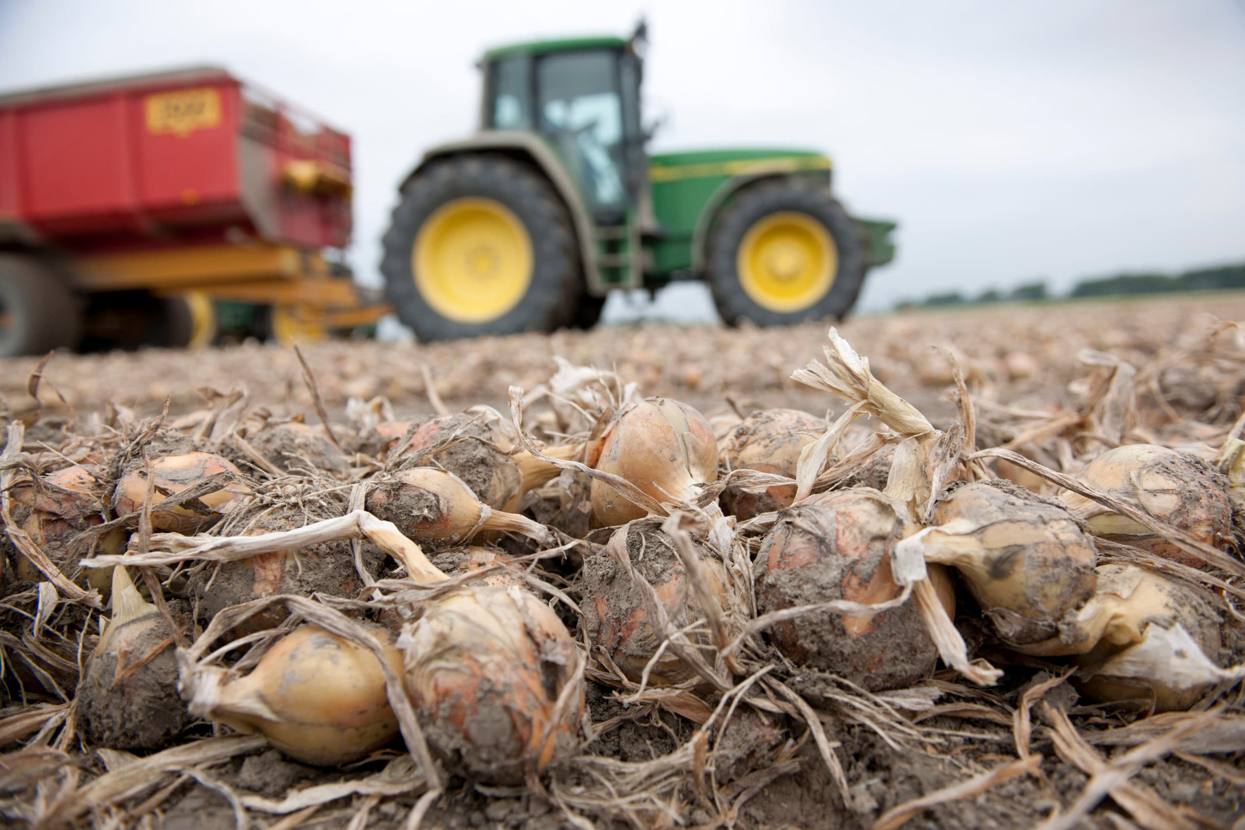 Uien in het zwad. Het CBS publiceert elk najaar een prognose van de opbrengst op basis van een Delphy-inventarisatie. Foto: Mark Pasveer
