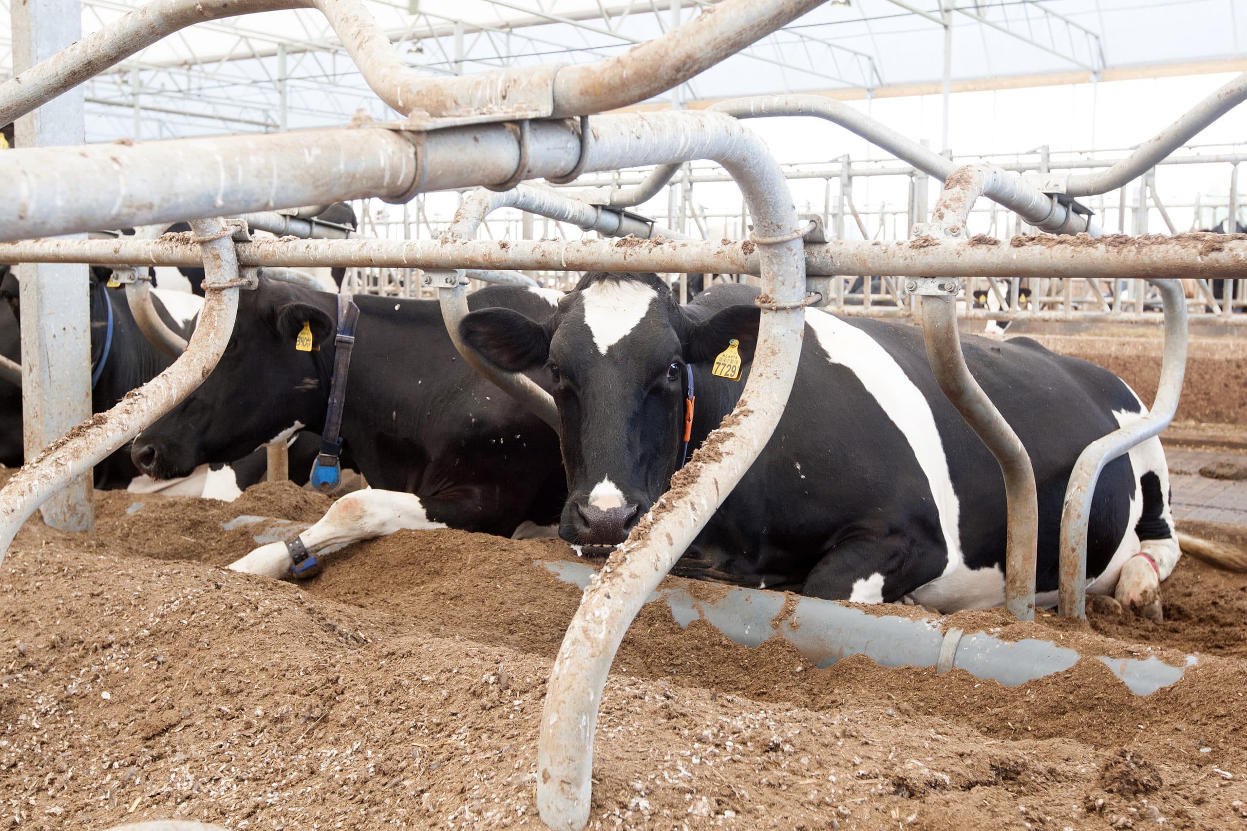 Melkvee (archiefbeeld, dus geen dieren op geblokkeerd bedrijf). - Foto: Ronald Hissink
