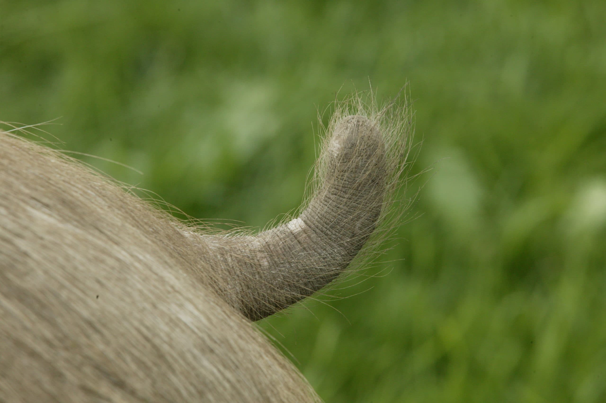Foto: Henk Riswick