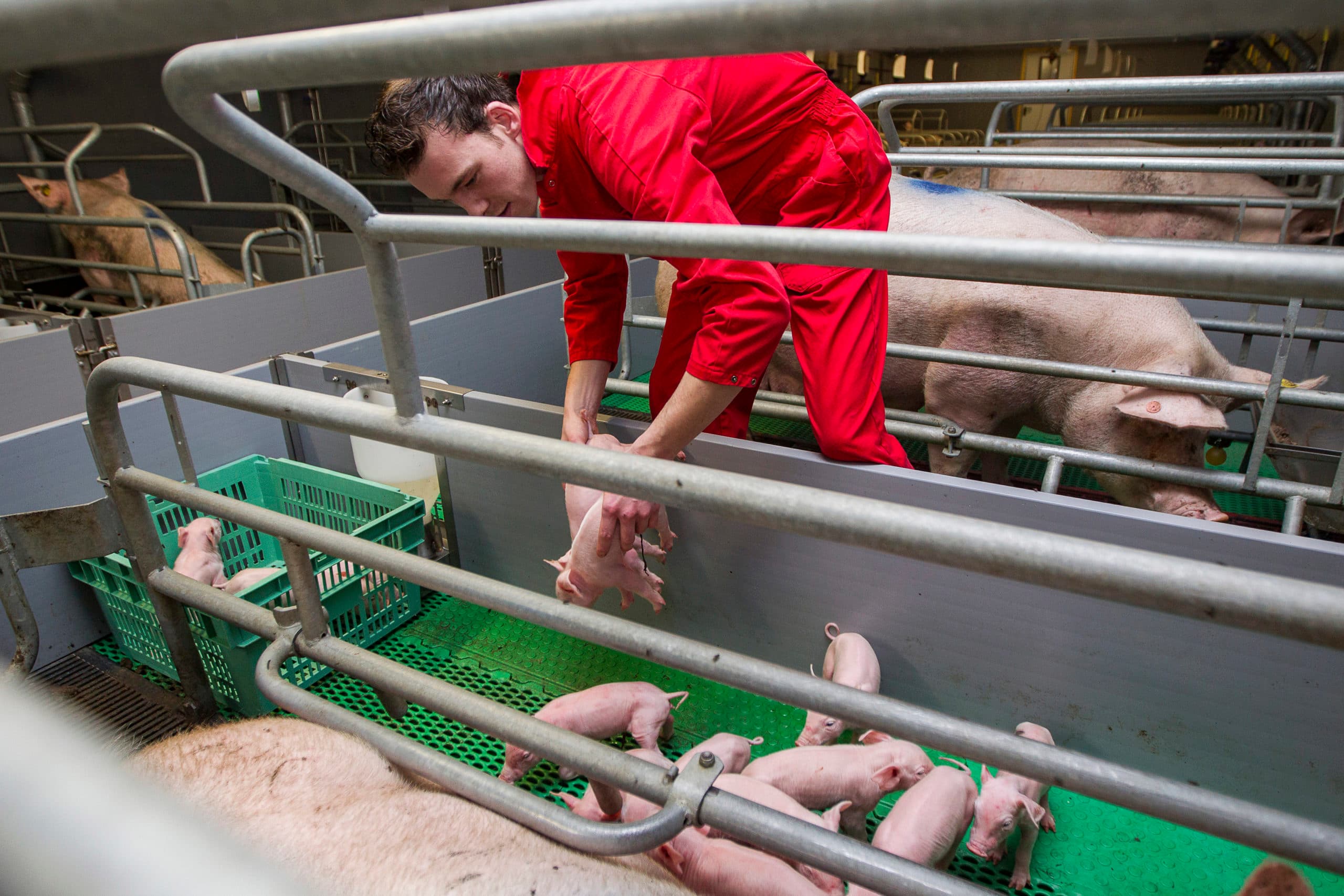 KLAAS MIJNHEER VARKENS SPF EN MESTVERWERKING ROUVEEN