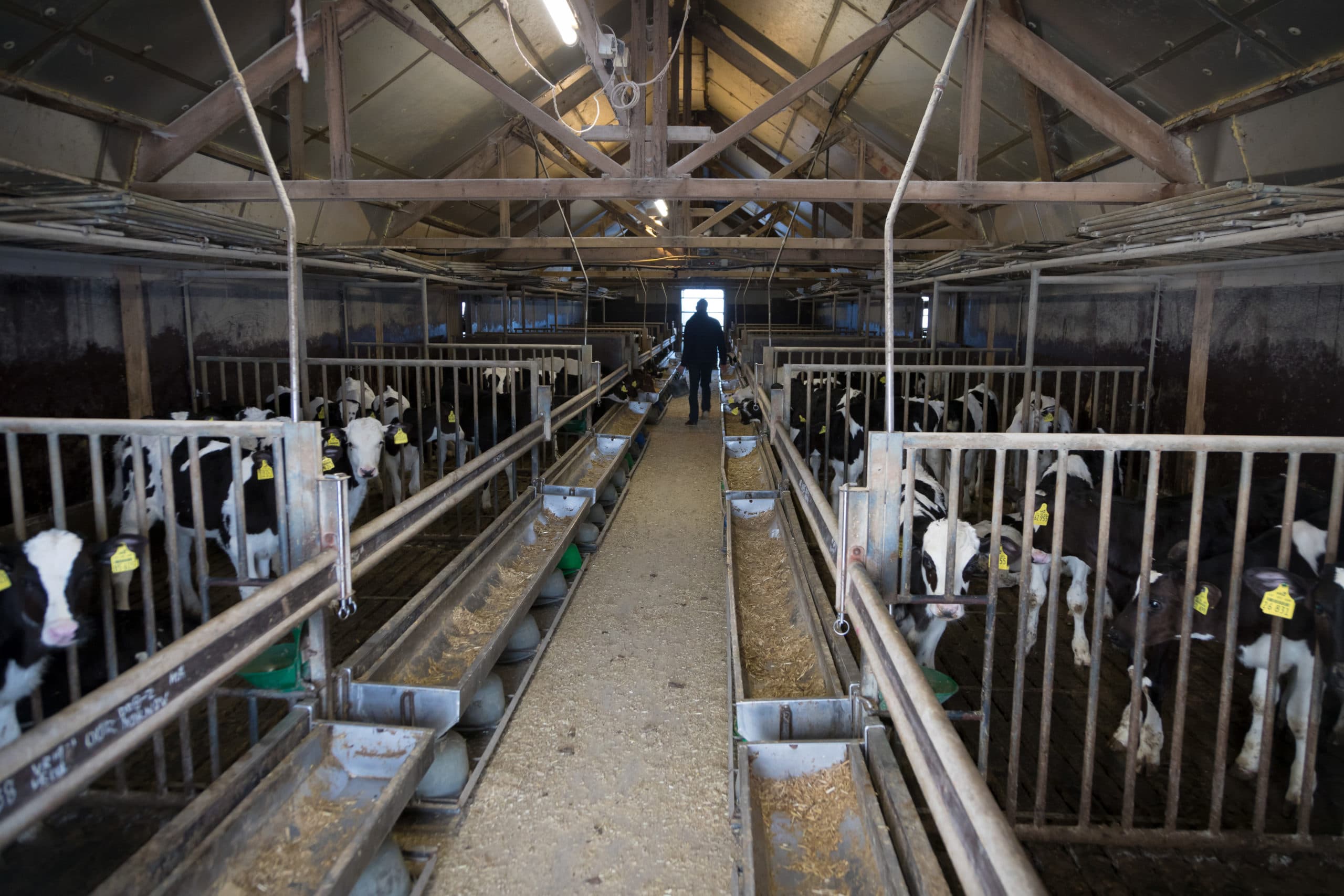 Opfokstal altijd in één keer vol met Duitse nuka s