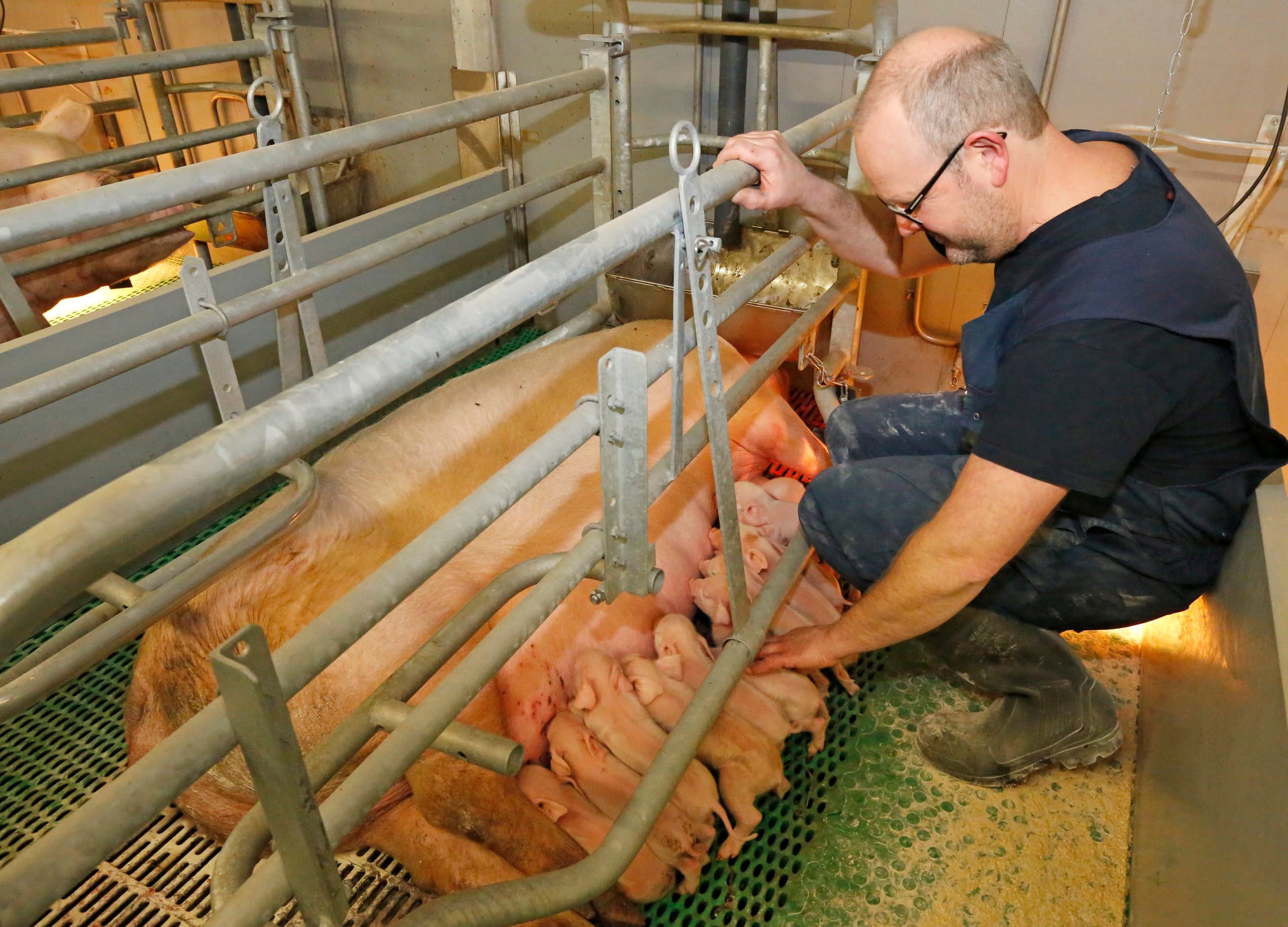 Medewerker Koen Donderwinkel controleert een toom pasgeboren biggen. Omdat elke dag gemiddeld 10 zeugen werpen, is controle van de pasgeboren biggen dagelijks werk. - Foto's: Henk Riswick
