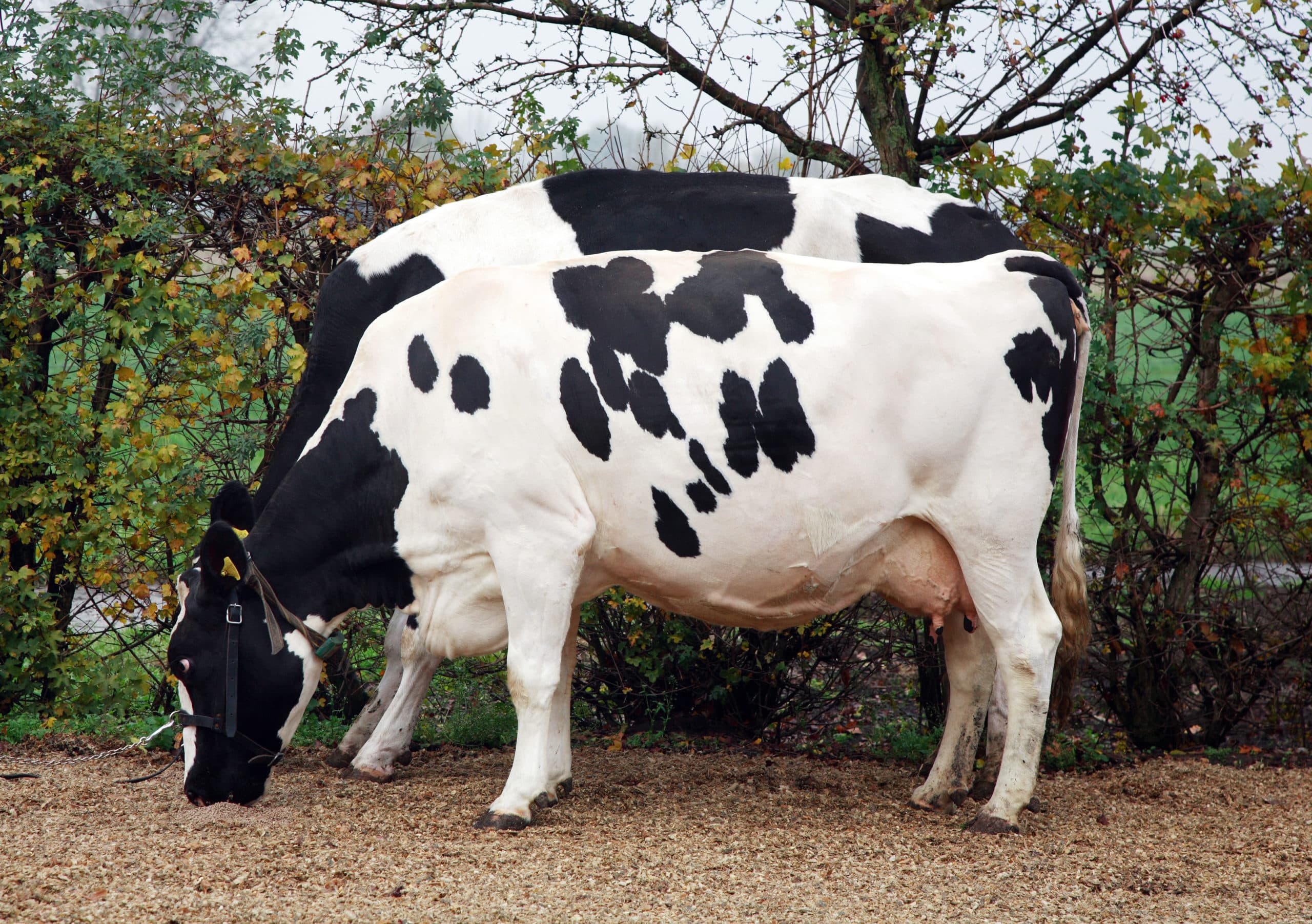 Foto: Herbert Wiggerman