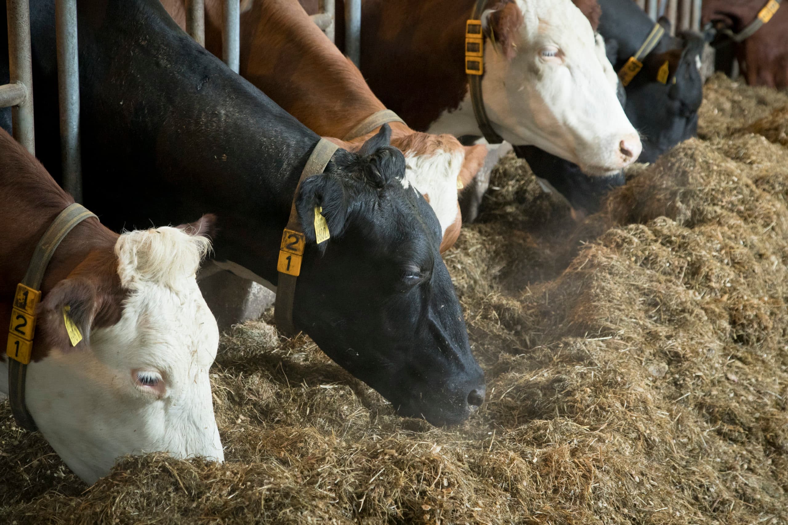 Melkvee op Gelders melkveebedrijf (archiefbeeld en niet van een geblokkeerd bedrijf). -  Foto: Koos Groenewold