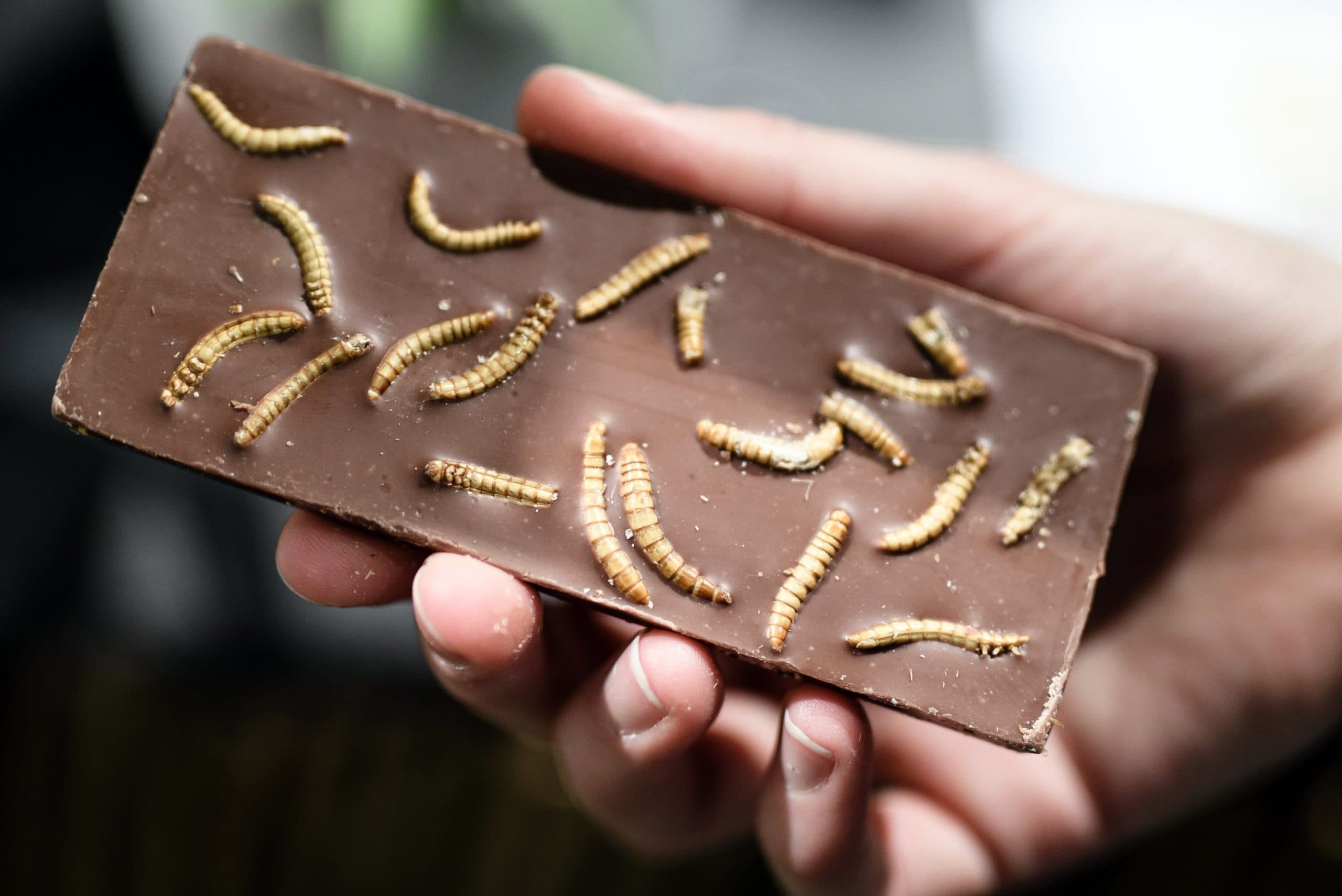 Chocolade met insectenlarven. Insecten in humane voeding is naast in veevoer ook een optie. Entomoloog Arnold van Huis ziet echter meer in de toepassing in veevoeder. - Foto: EPA