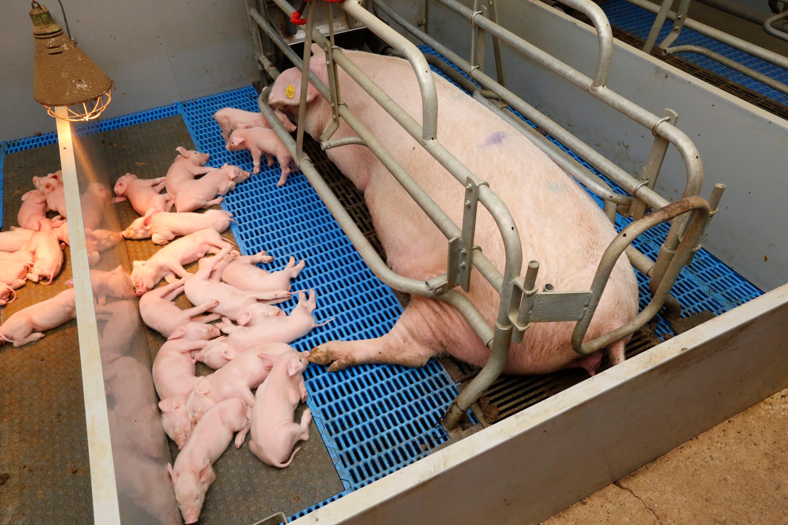 Holland Varken met ¬ 	 200 per UBN duur extraatje