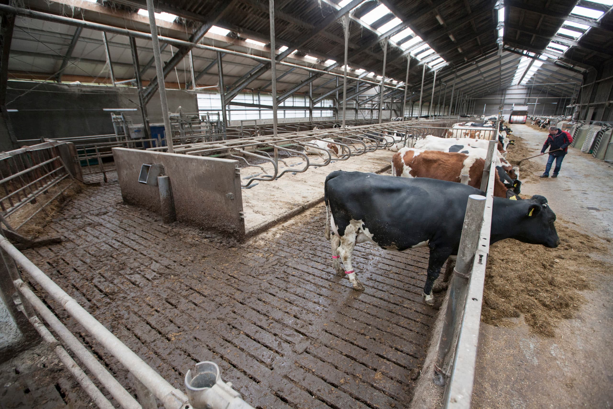 Als gevolg van de fosfaatreductie zijn vorig jaar 45 koeien vertrokken en stond de stal toen nog niet helemaal vol. De eerste 500 kilo fosfaat is inmiddels gekocht.