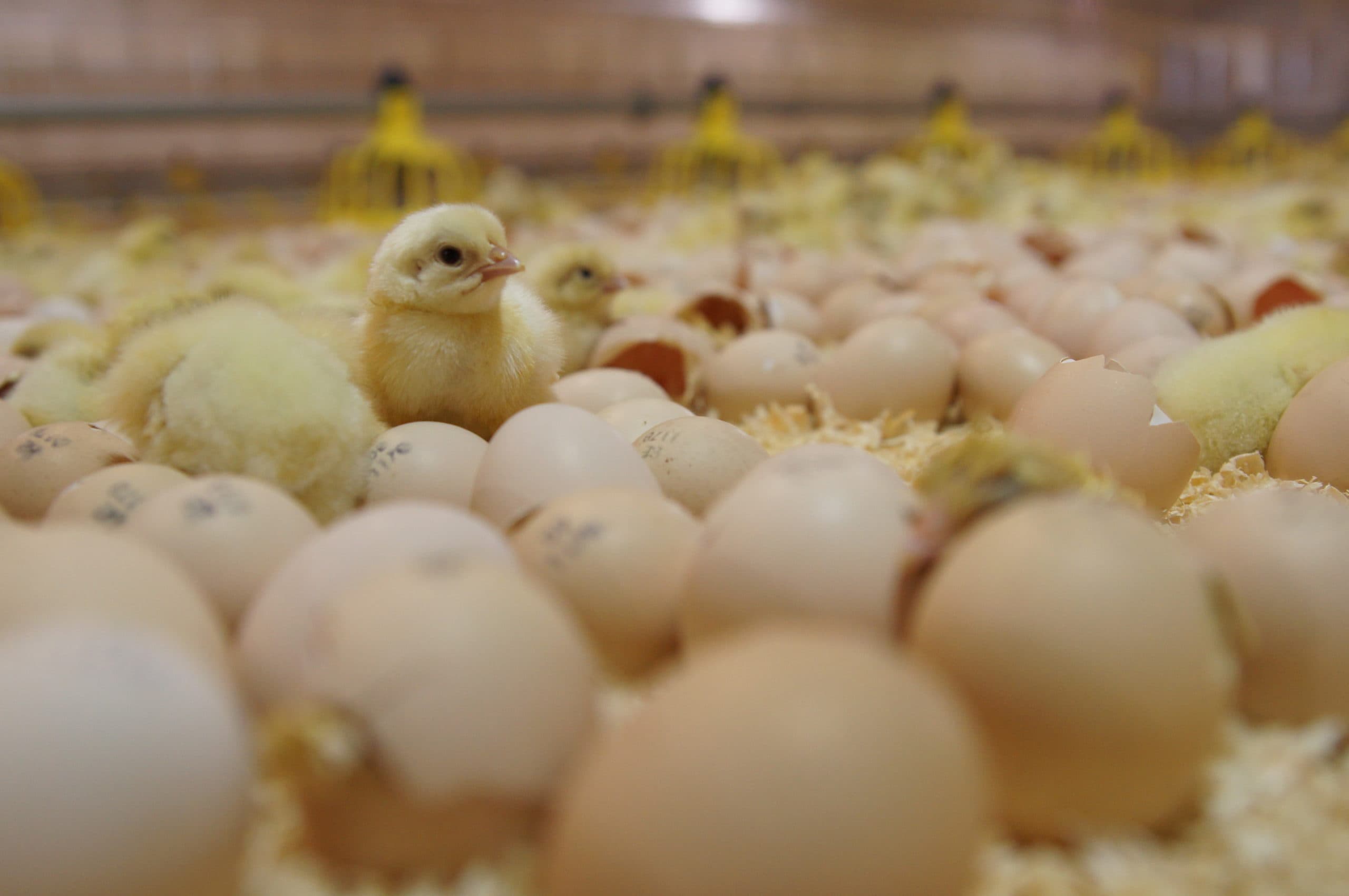 Foto: Broederijgroep BHV
