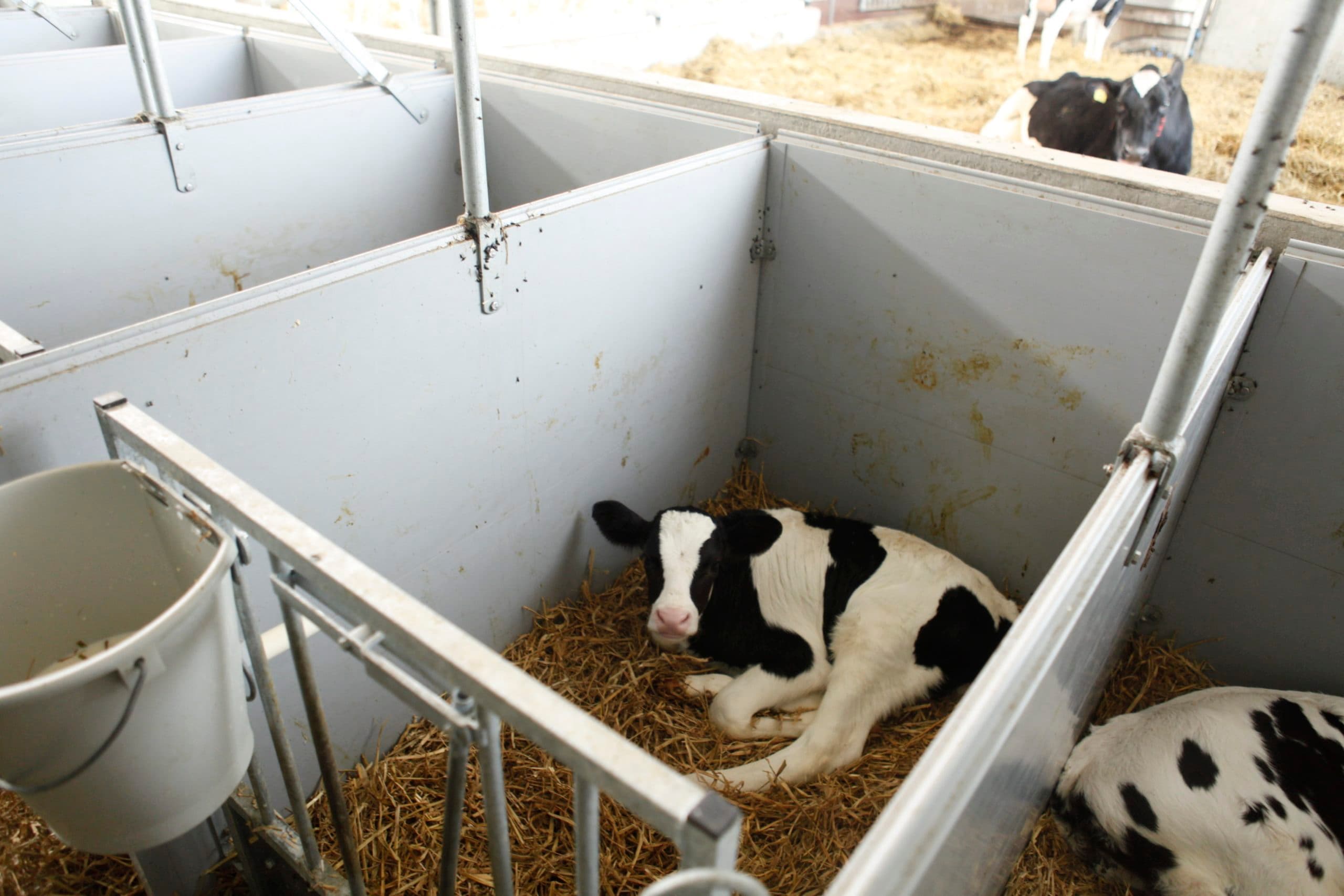 Foto: Koos Groenewold