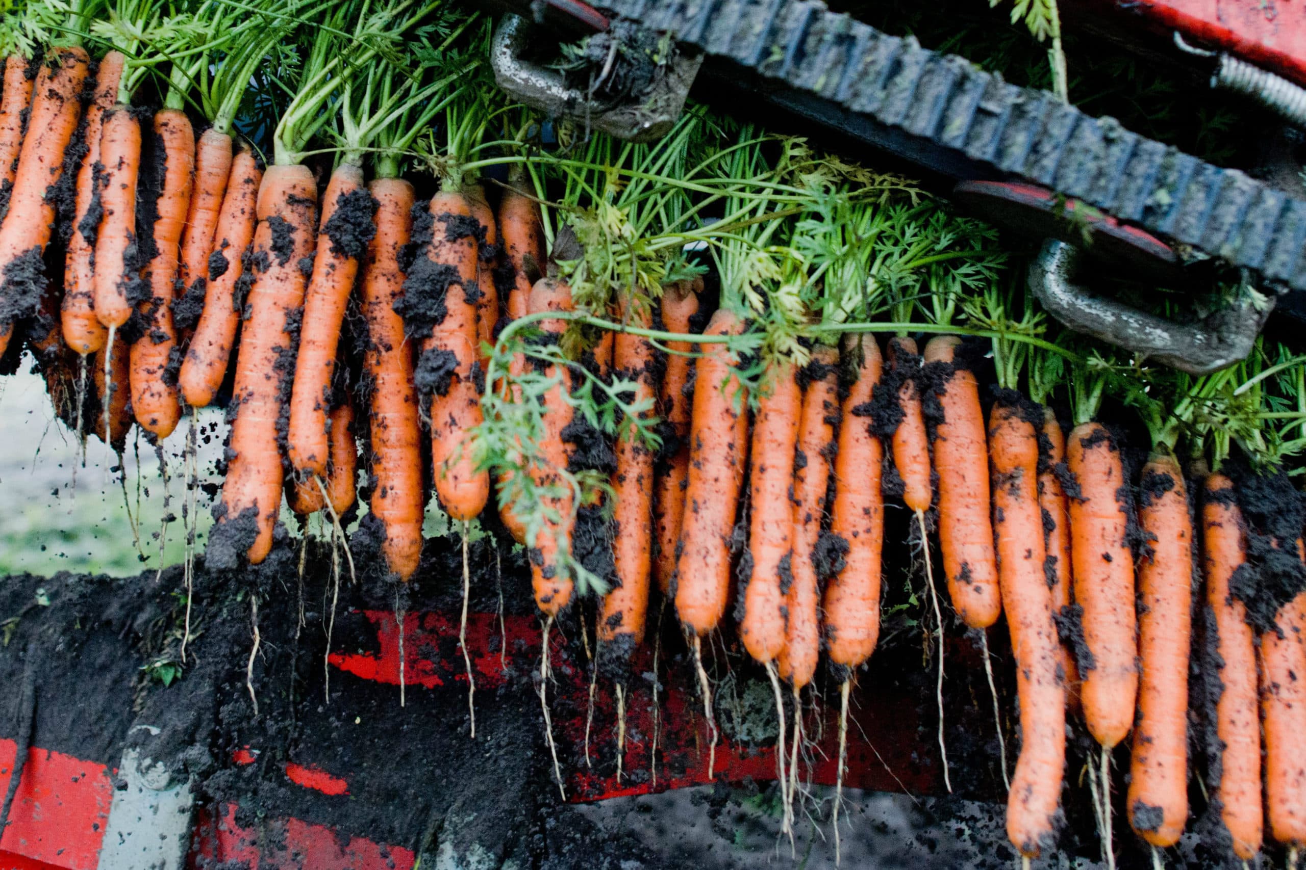 Duitse biologische wortelen. Foto: EPA