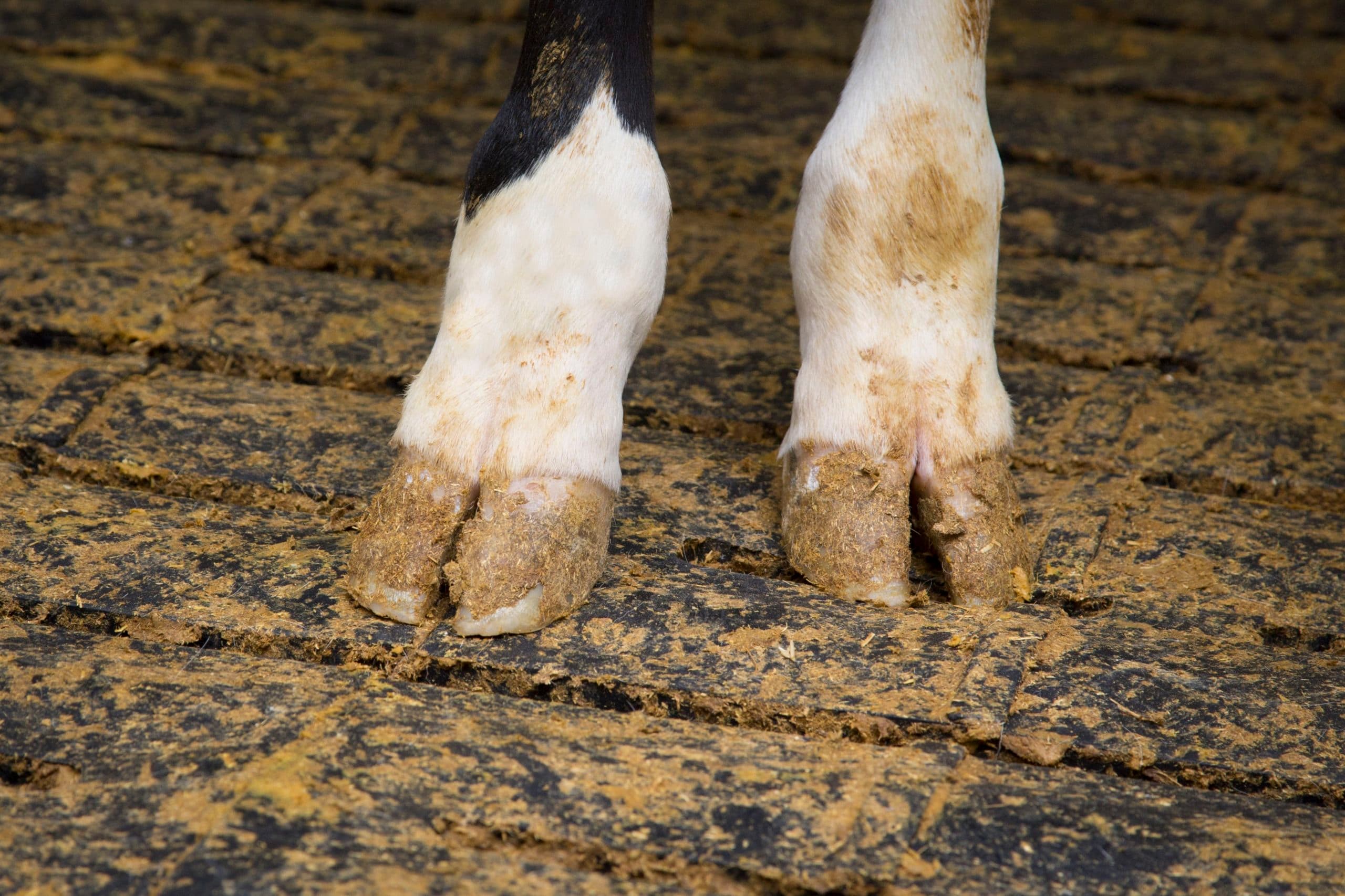 Foto: Koos Groenewold