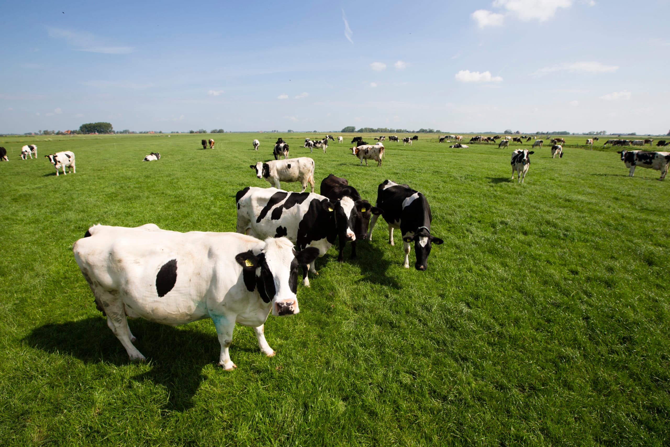 Verkopers van fosfaatquotum in weidegebieden moeten volgens Rick Hoksbergen terdege overwegen de grond mee te verkopen. - Foto: Anne van der Woude