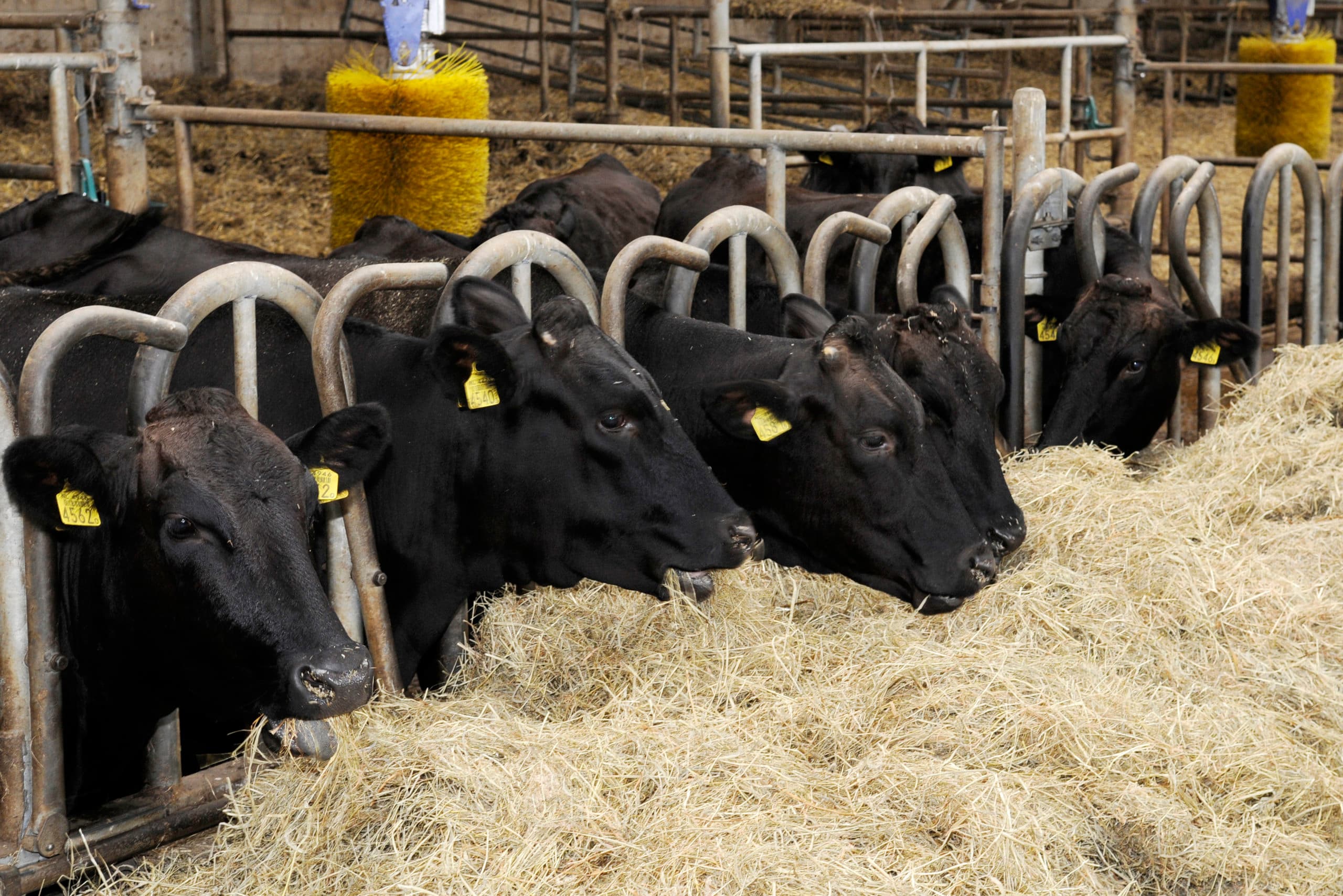 Wagyu-runderen op een Noord-Hollands vleesveebedrijf. Deze runderen leveren extra mals vlees op. Onderscheidende producten geven de landbouw meer perspectief, meent Ron Mulders. - Foto: Wick Natzijl