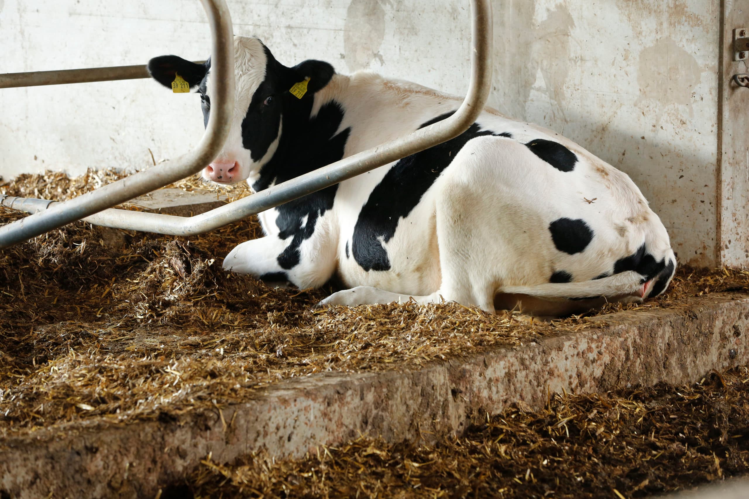Foto: Henk Riswick