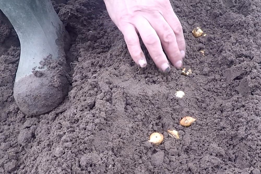 Van de mestmix wordt 30 ton per hectare toegediend.  Met de zijstrooier worden geen sporen gereden in het geploegde land. Van boven af gezien geeft dat een mooi strooibeeld.