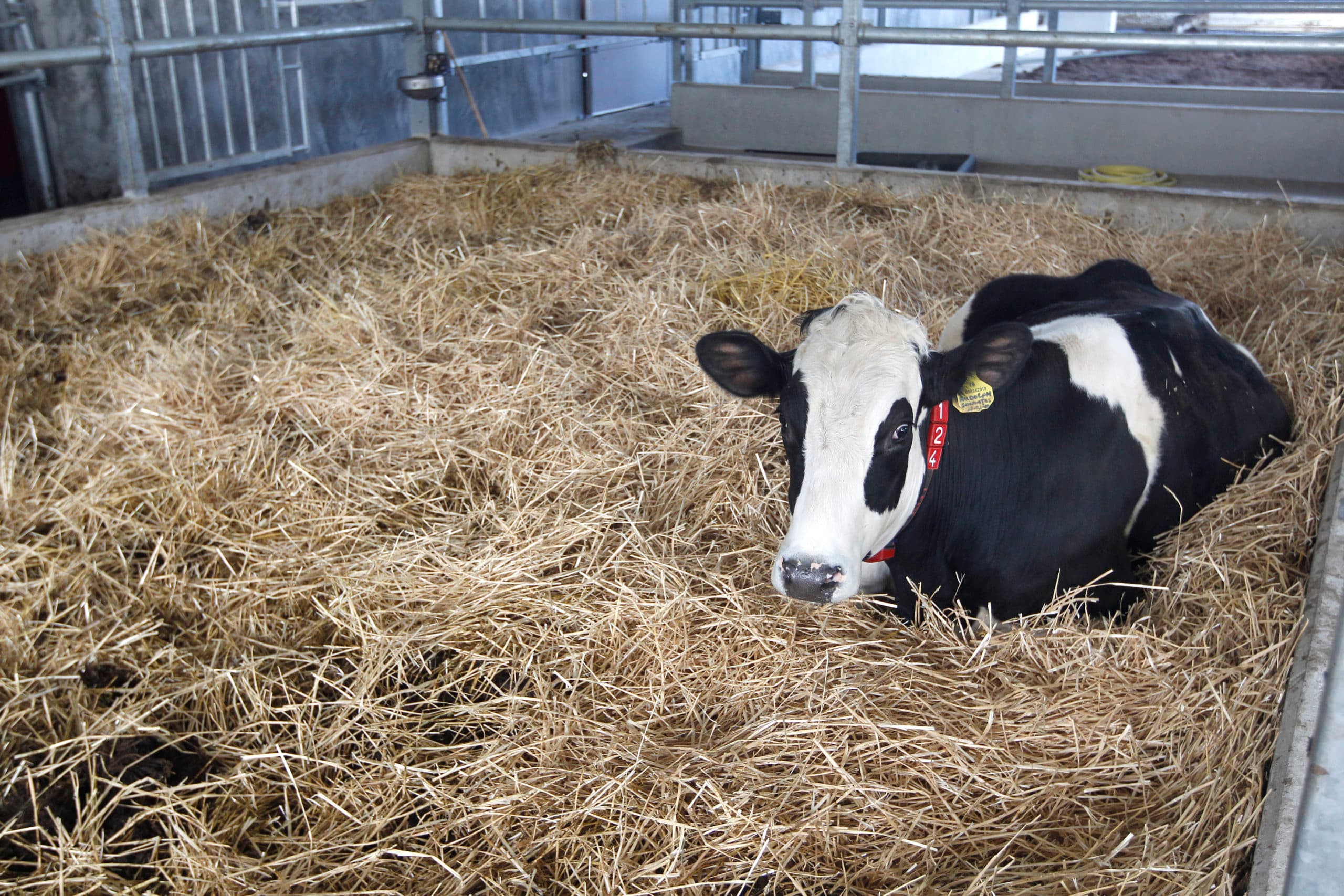 Dierenwelzijn is bij een kleine maar hardnekkige groep melkveehouders een probleem, aldus een nieuwe rapportage. Op de foto een kerngezond rund in het stro. - Foto: Bert Jansen