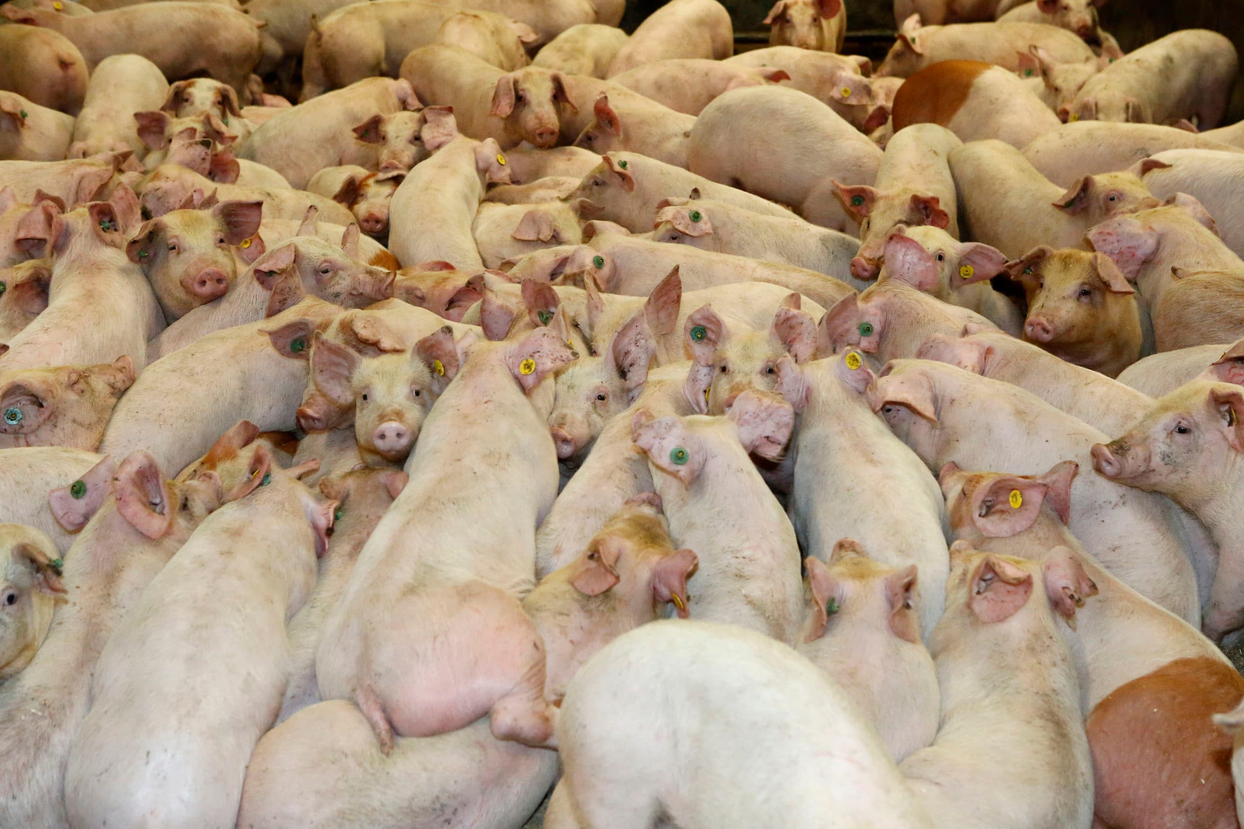 Het laden van biggen. - Foto: Henk Riswick