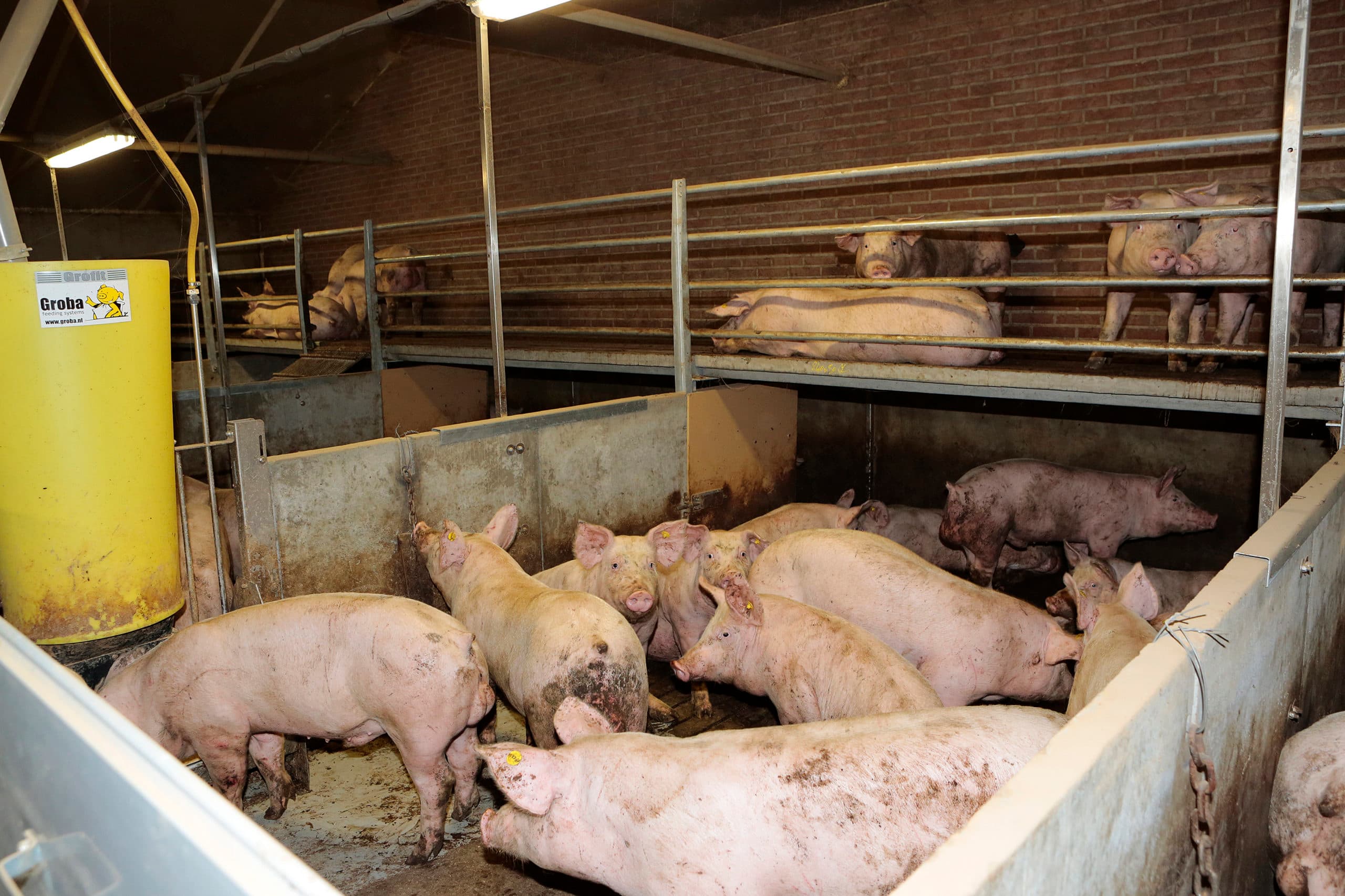 Varkensstal met plateaus (archiefbeeld). - Foto: Ton Kastermans Fotografie