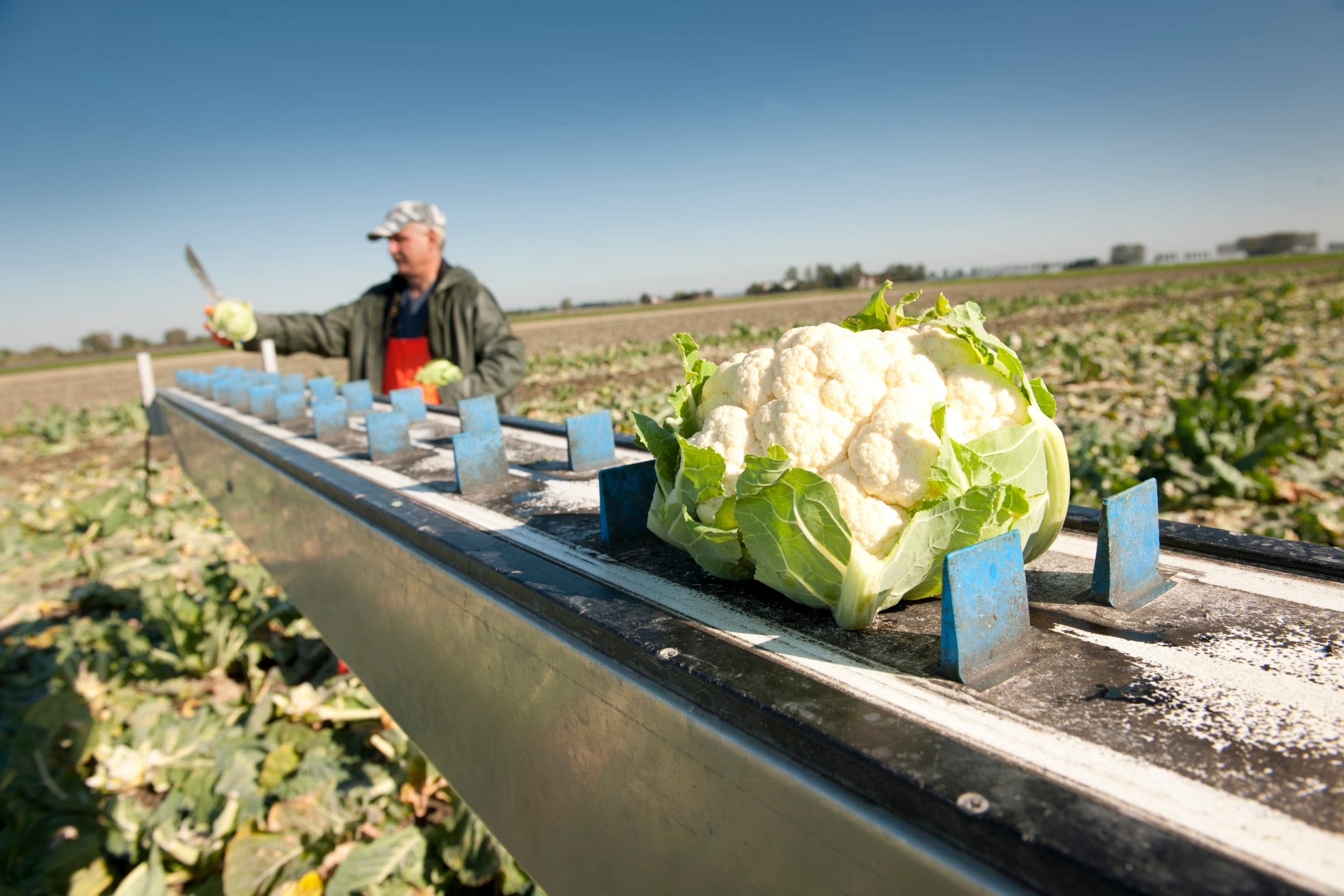 Biologische bloemkool. Het areaal onder Milieukeur geteeld gewas groeit sterk in Nederland. - Foto: Mark Pasveer