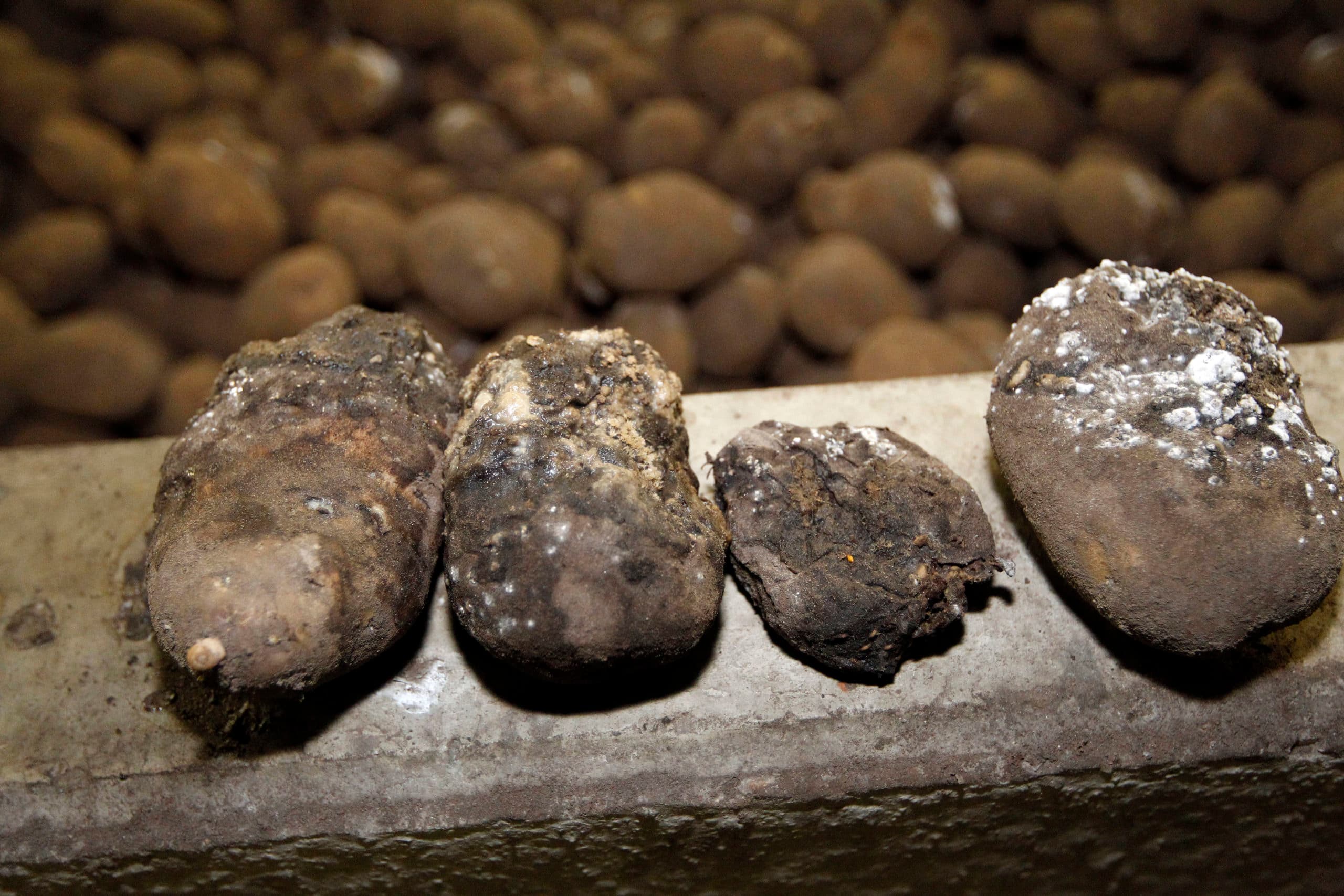Rotte aardappelen (archiefbeeld). - Foto: Bert Jansen