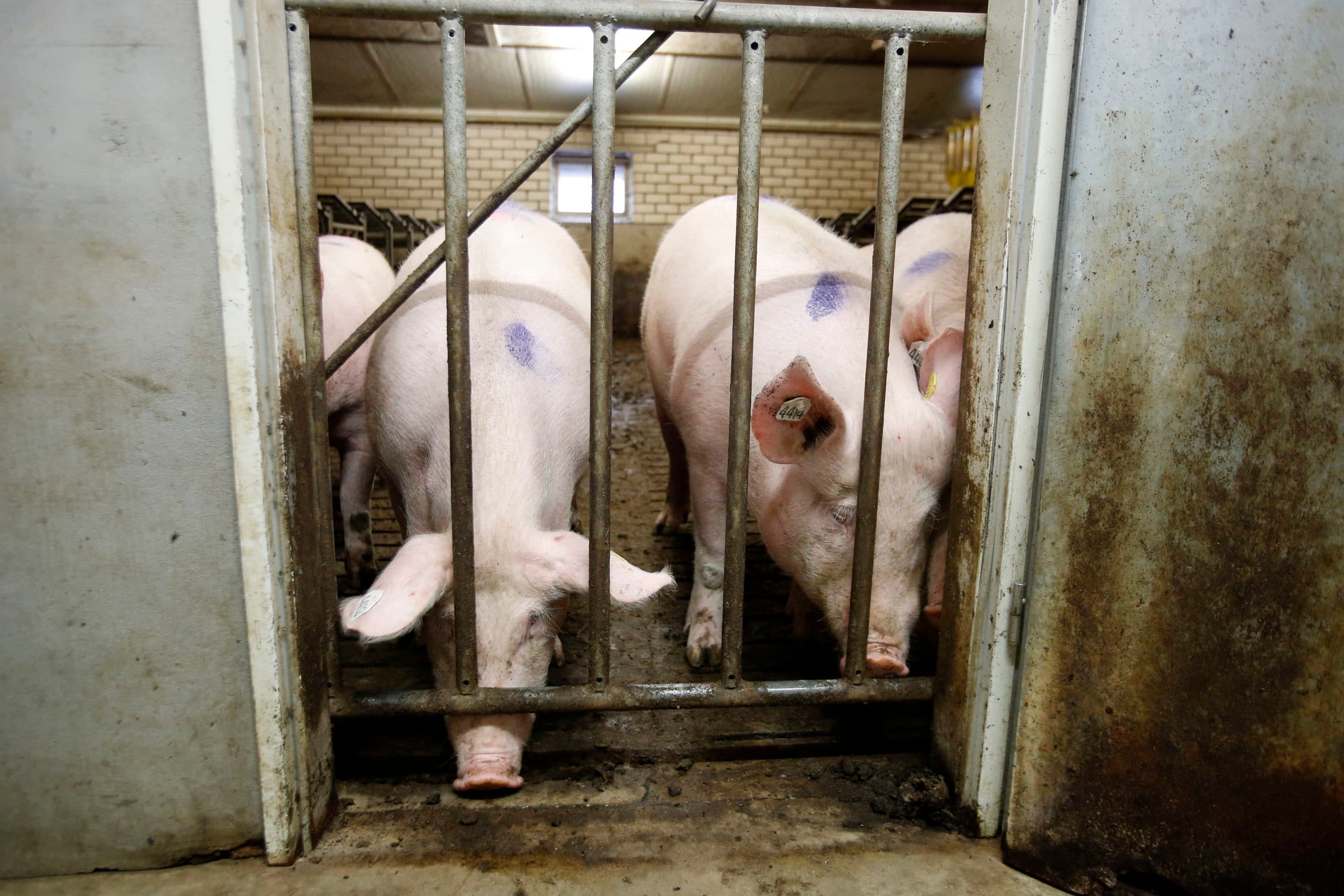 Optimaal aflevergewicht voor gelten ligt bij Westfleisch tussen 94 en 96 kilo. - Foto: Bert Jansen