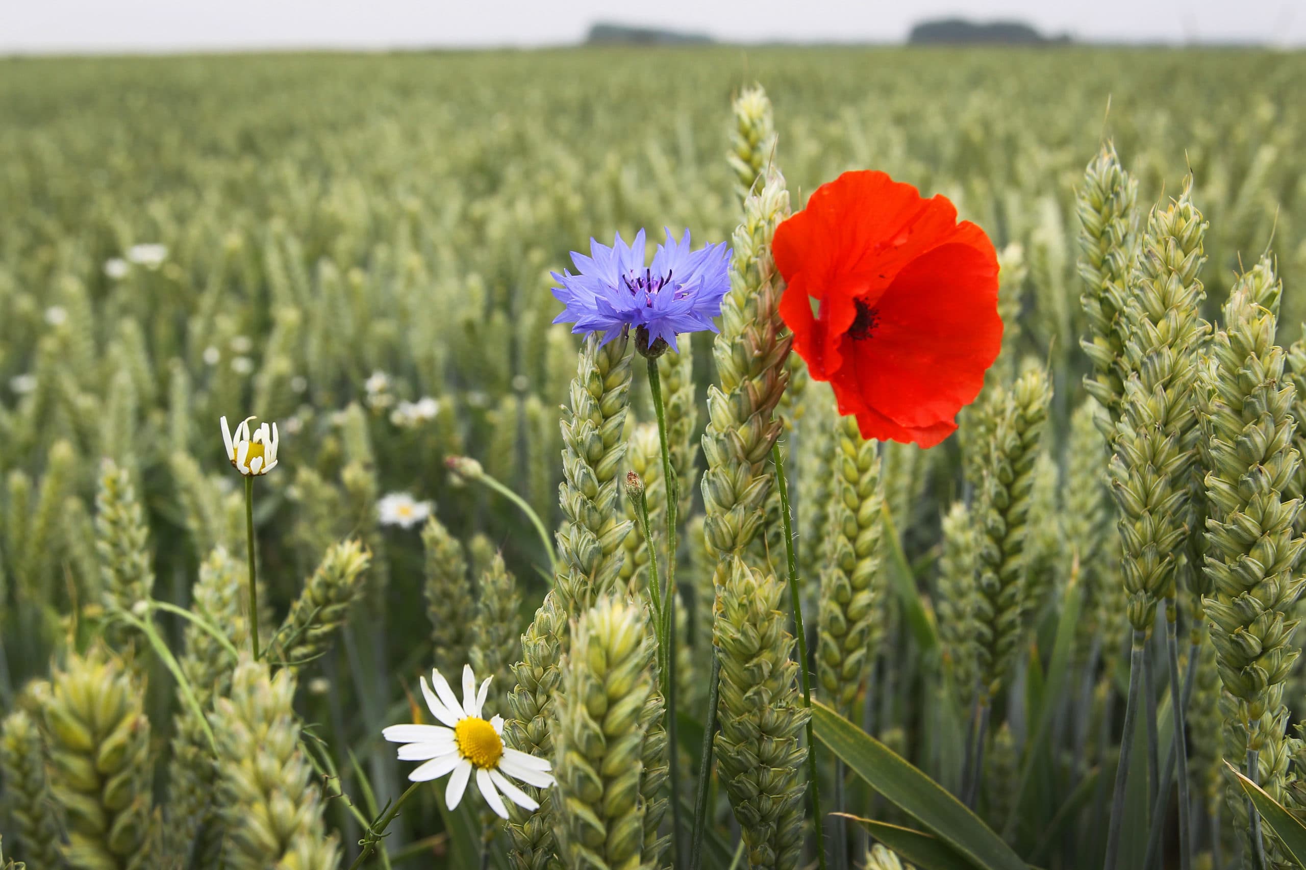 Foto: Peter Roek