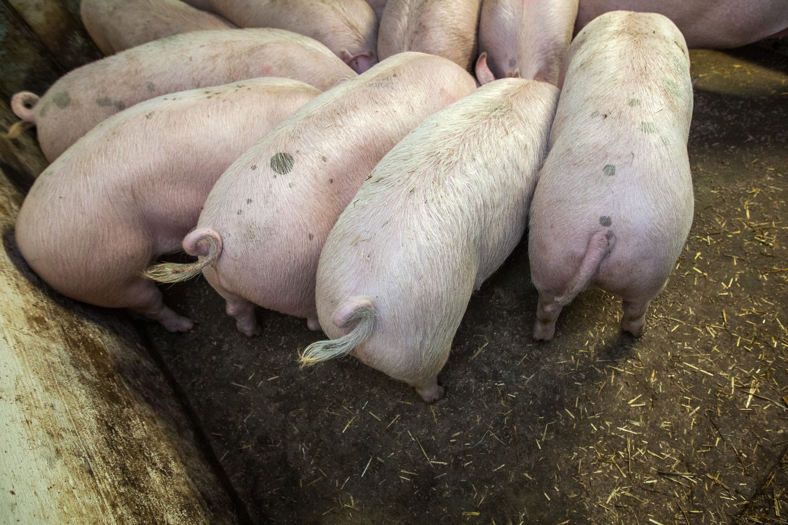 POV wil ervaring opdoen met varkens met krulstaarten. - Foto: Ronald Hissink