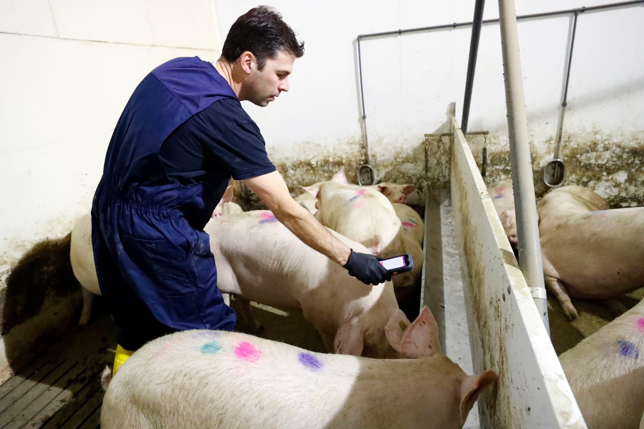 Het uitzoeken van fokgelten gaat dankzij de elektronische oornummers sneller en foutloos. Ook op andere momenten bewijzen de nummers met chips hun waarde. Foto's: Bert Jansen