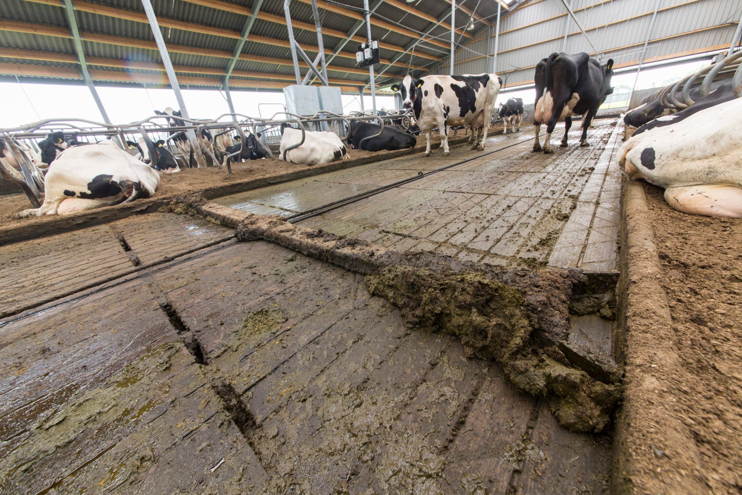 Foto: Koos Groenewold
