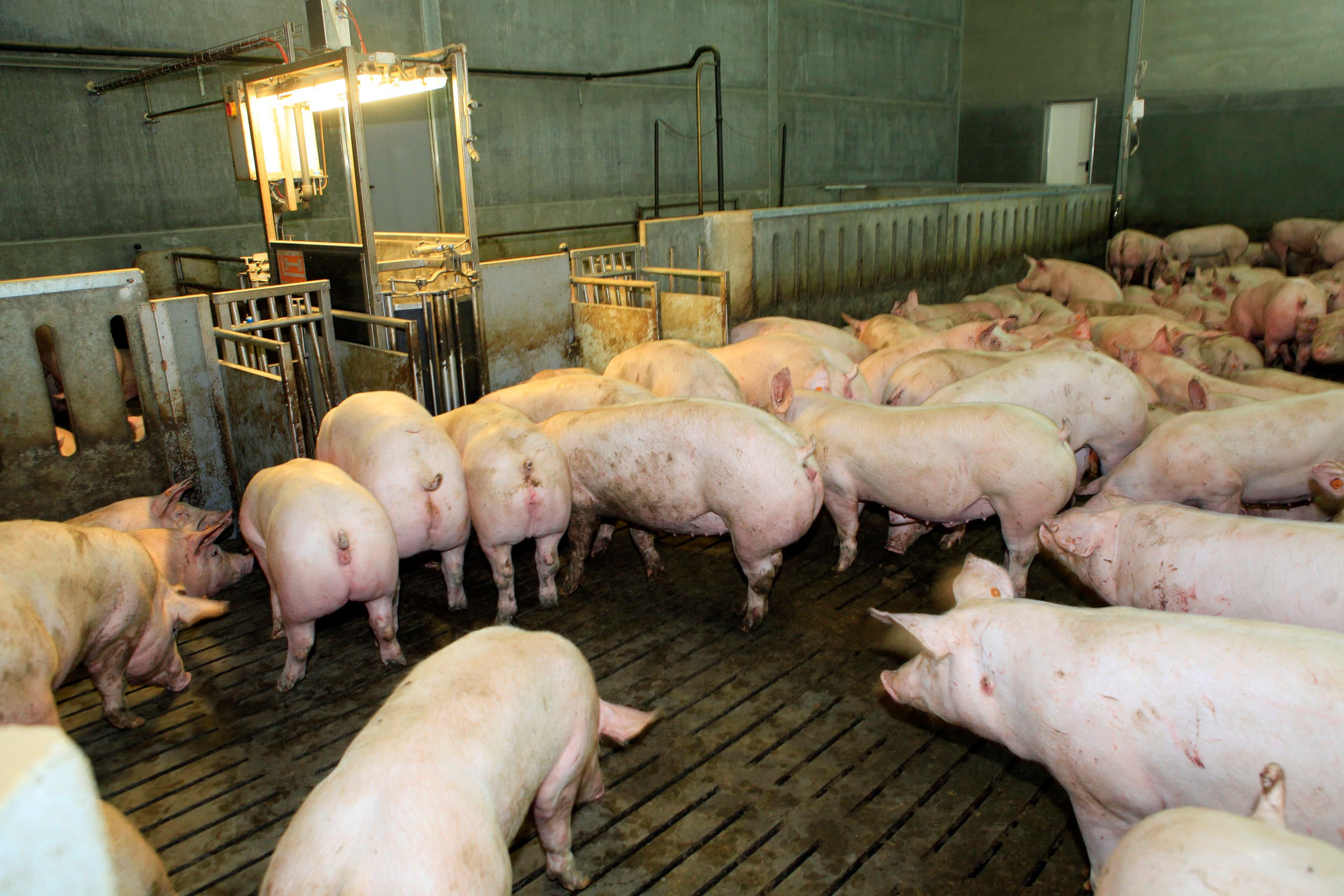 Vleesvarkens op een Belgisch bedrijf. De uitwisseling van informatie tussen verschillende schakels versterkt de Belgische varkensketen. - Foto: Henk Riswick