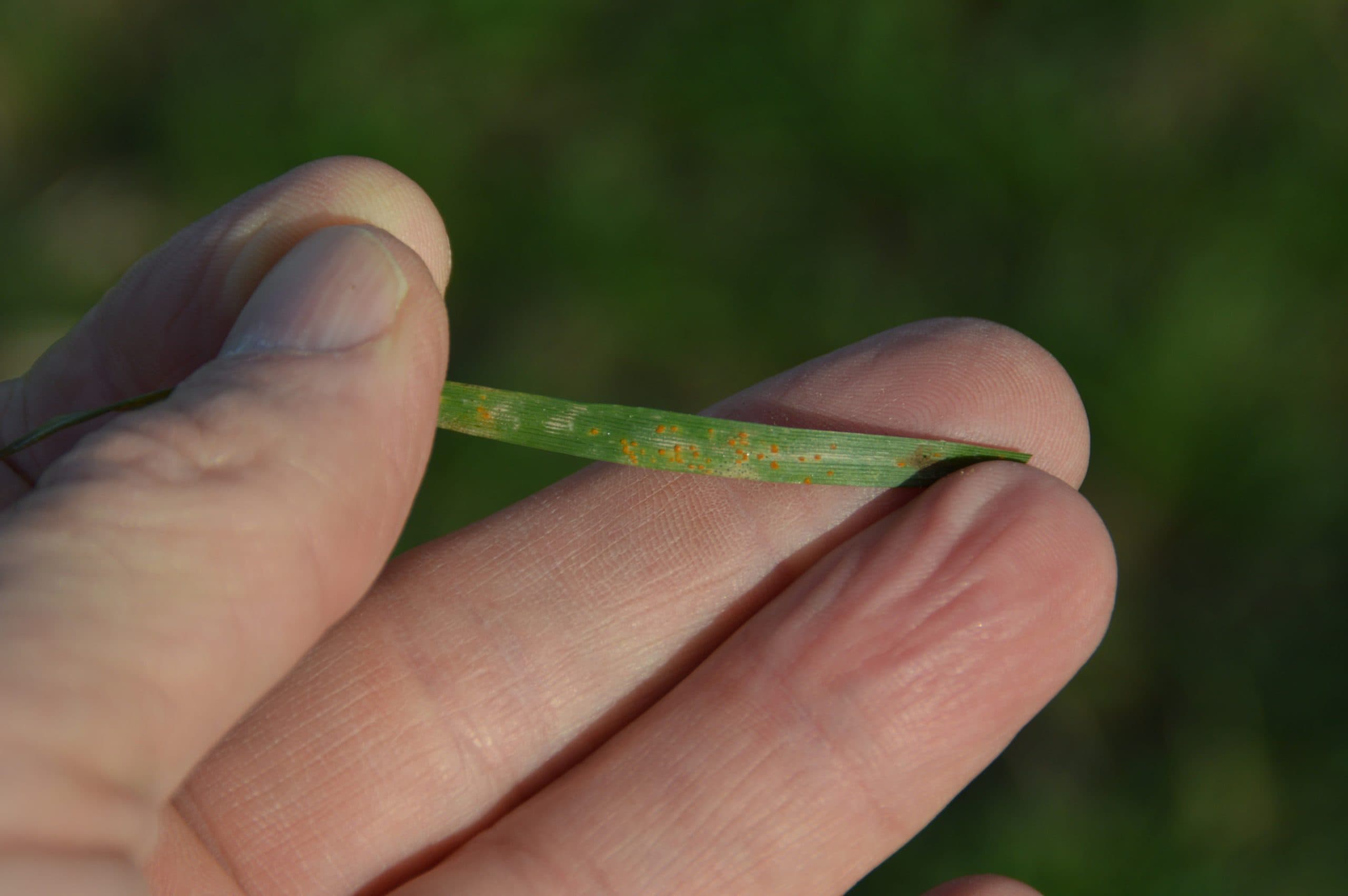 Foto: Bayer CropScience