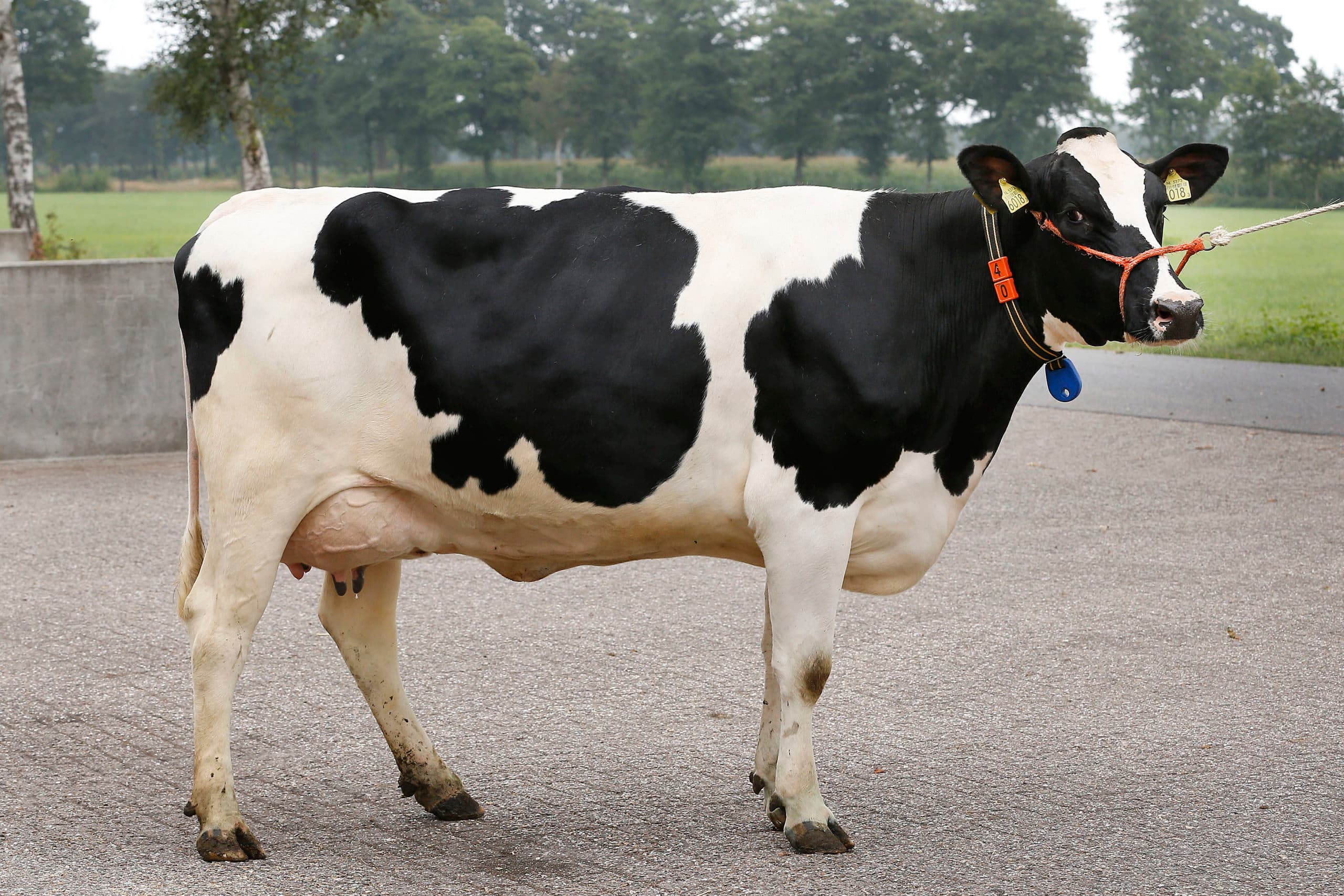 Foto: Hans Prinsen