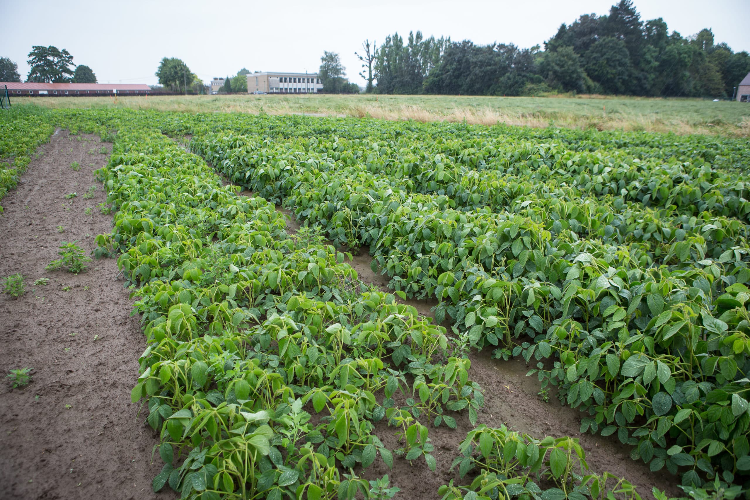 Proef met sojateelt in België, in 2014. - Foto: Peter Roek