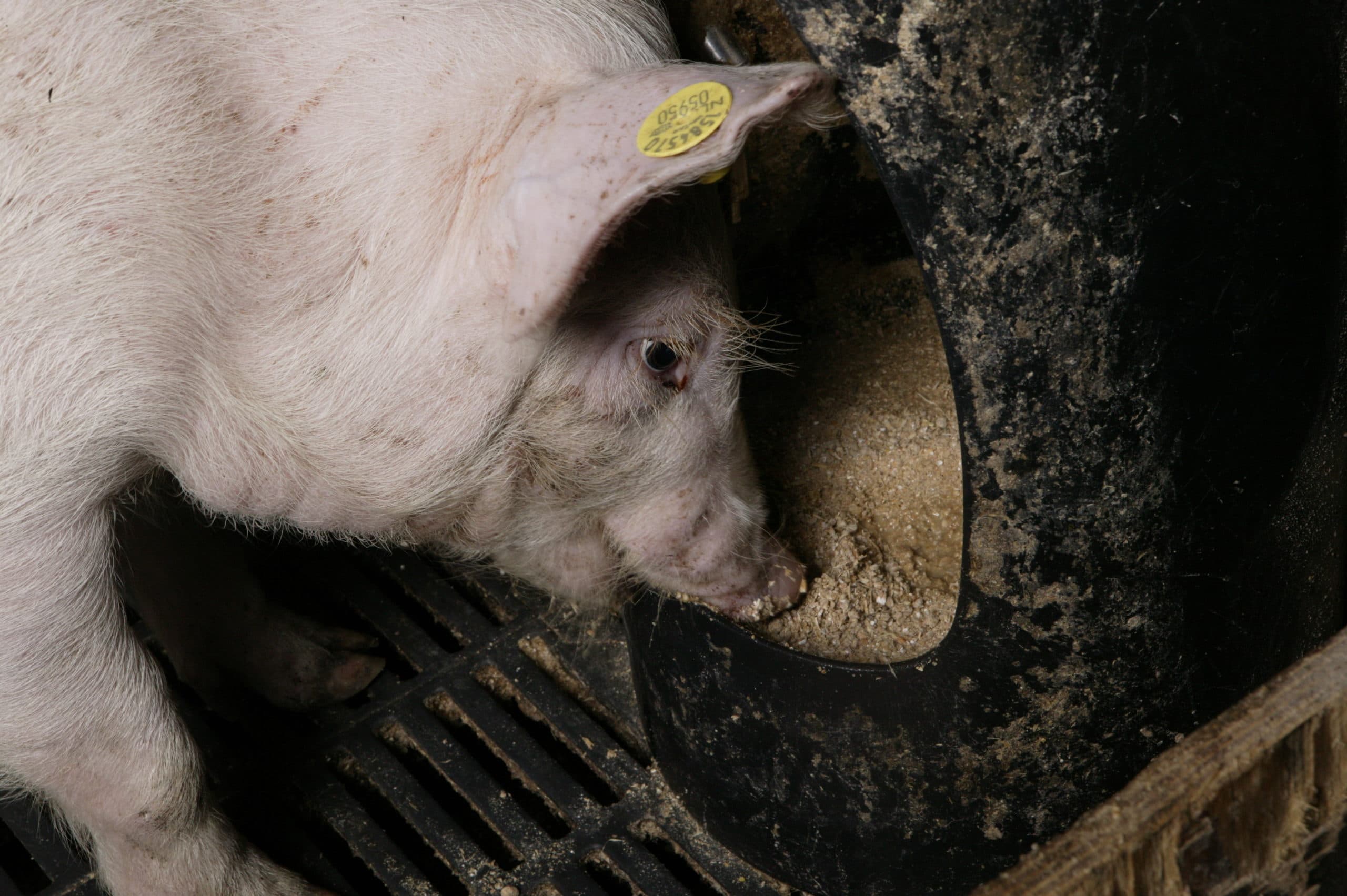 Gezonde big vreet voer uit de bak. - Foto: Henk Riswick