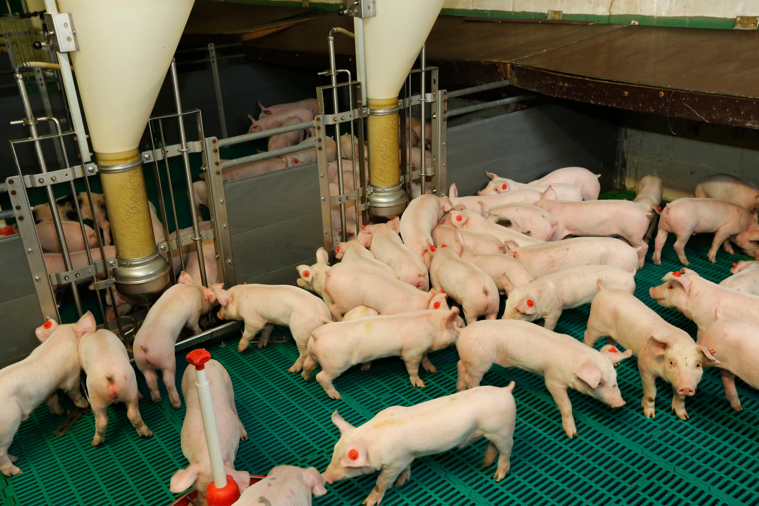 Bij gespeende biggen helpt zink de darmen fit te houden. - Foto: Henk Riswick