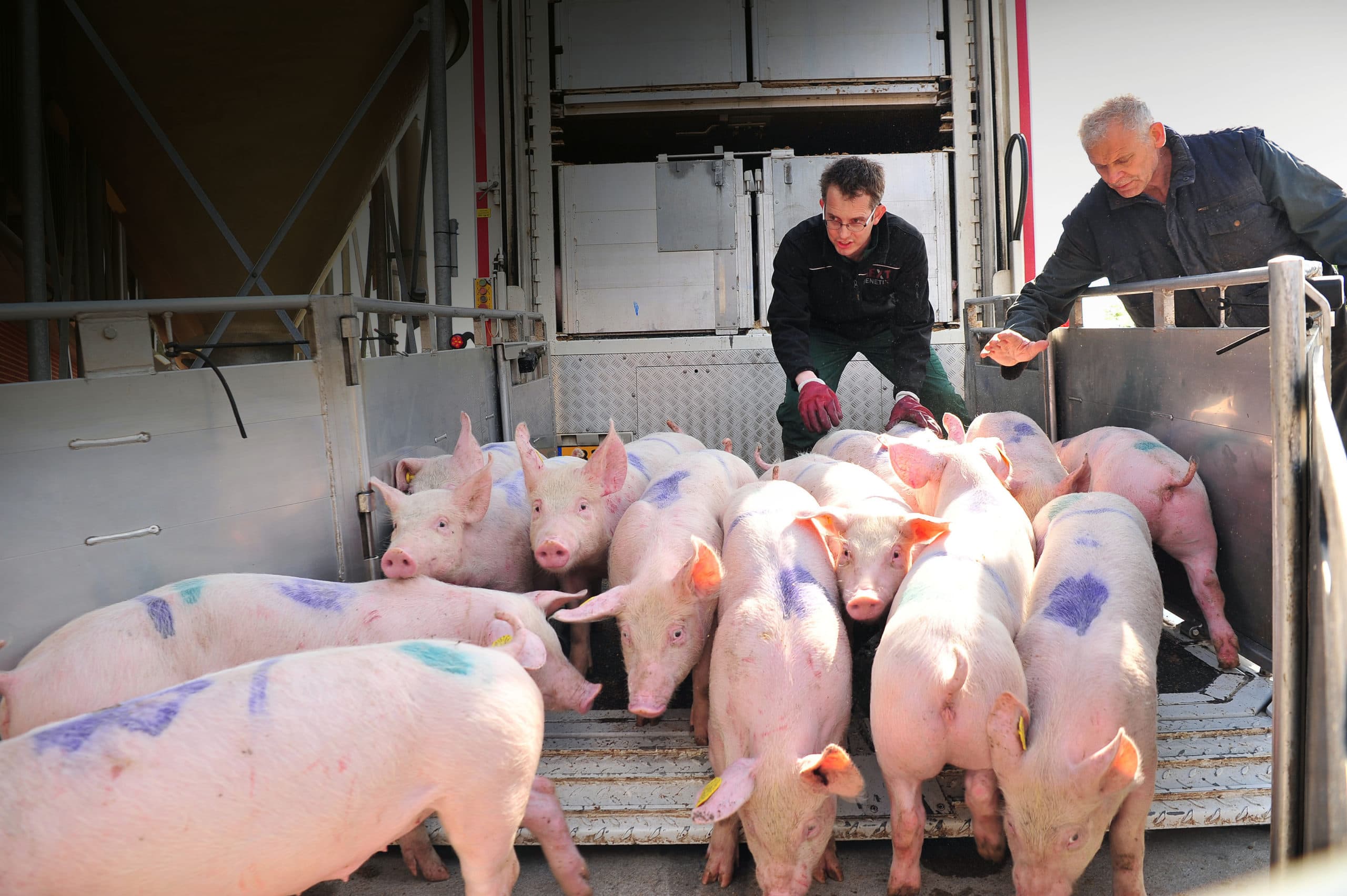 Aanvoer van SPF-opfokzeugen. De aanvoer van dieren vormt het grootste riscico op een herbesmetting. Een goede quarantaine en adaptatie is noodzakelijk. - Foto: Dave Hendriks