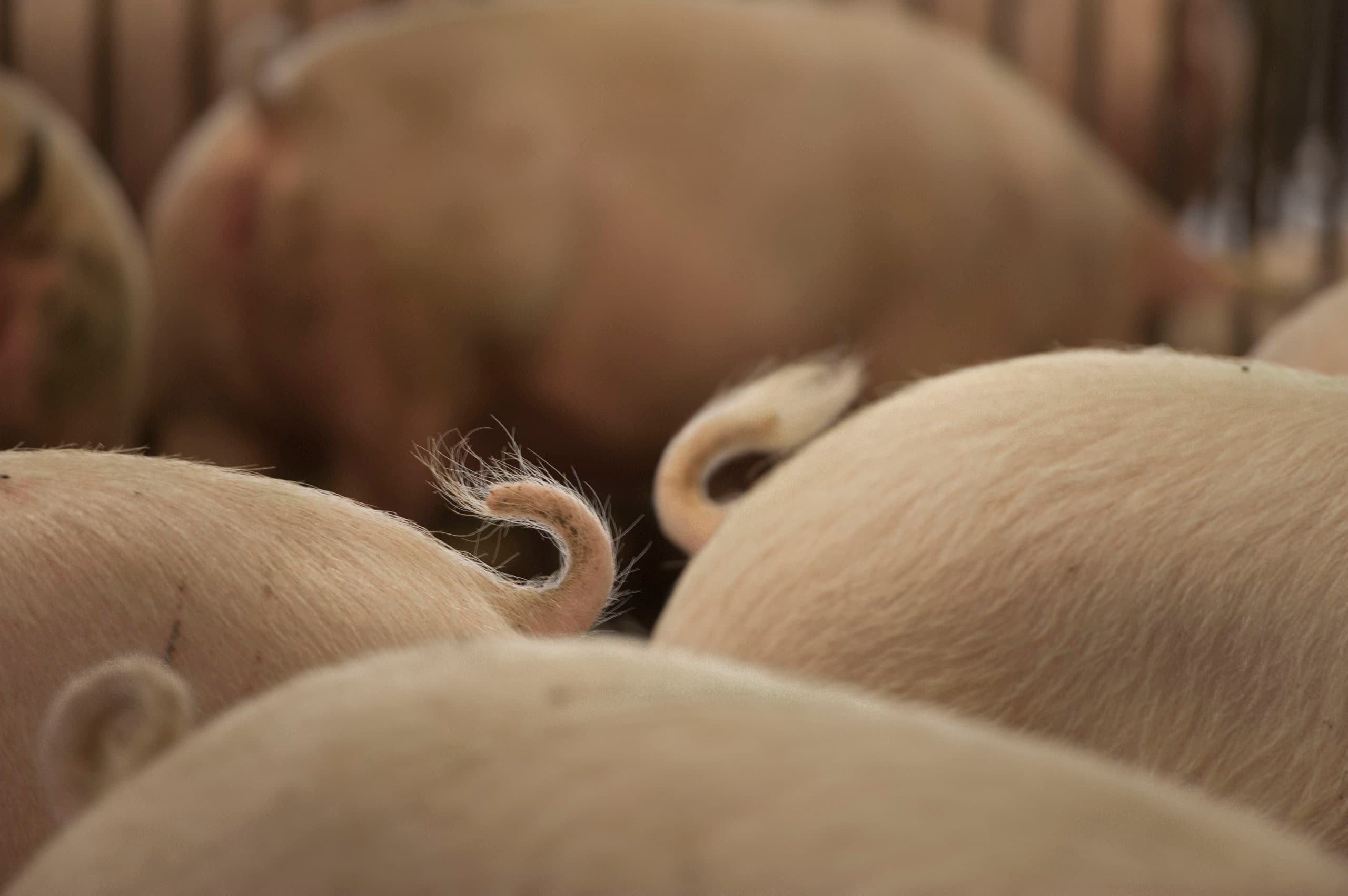 Staarten knippen bij varkens uitfaseren
