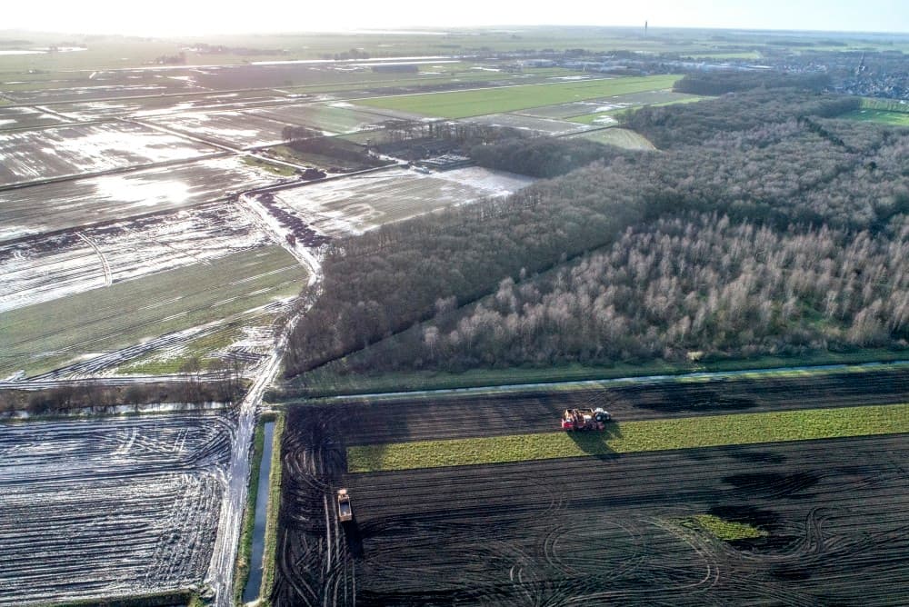 Alles ligt vol. De bieten worden over een paar dagen opgehaald en dan is er weer ruimte op het erf.