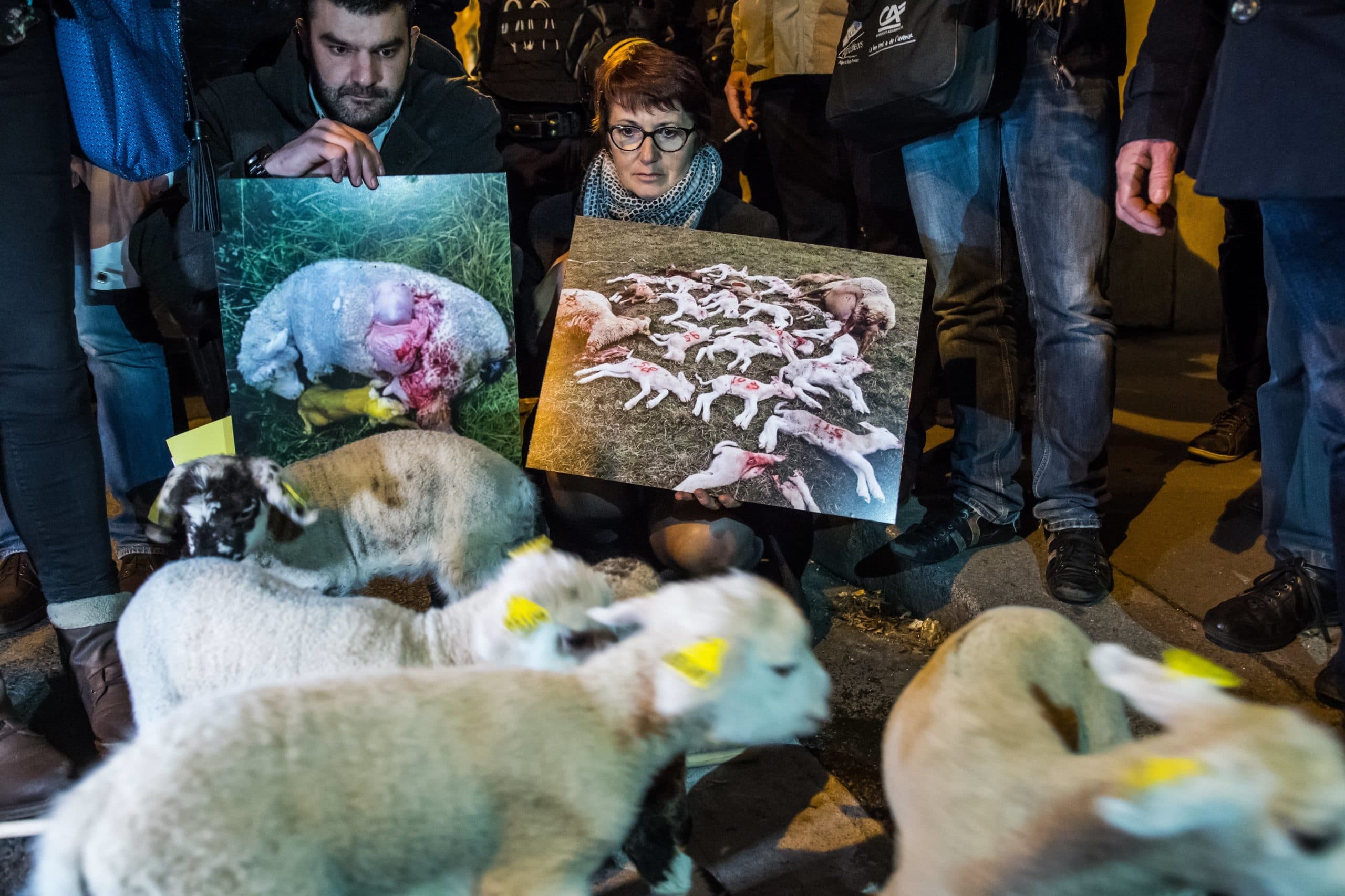 Franse boeren laten in een demonstratie zien wat wolven met schapen kunnen doen - Foto: EPA