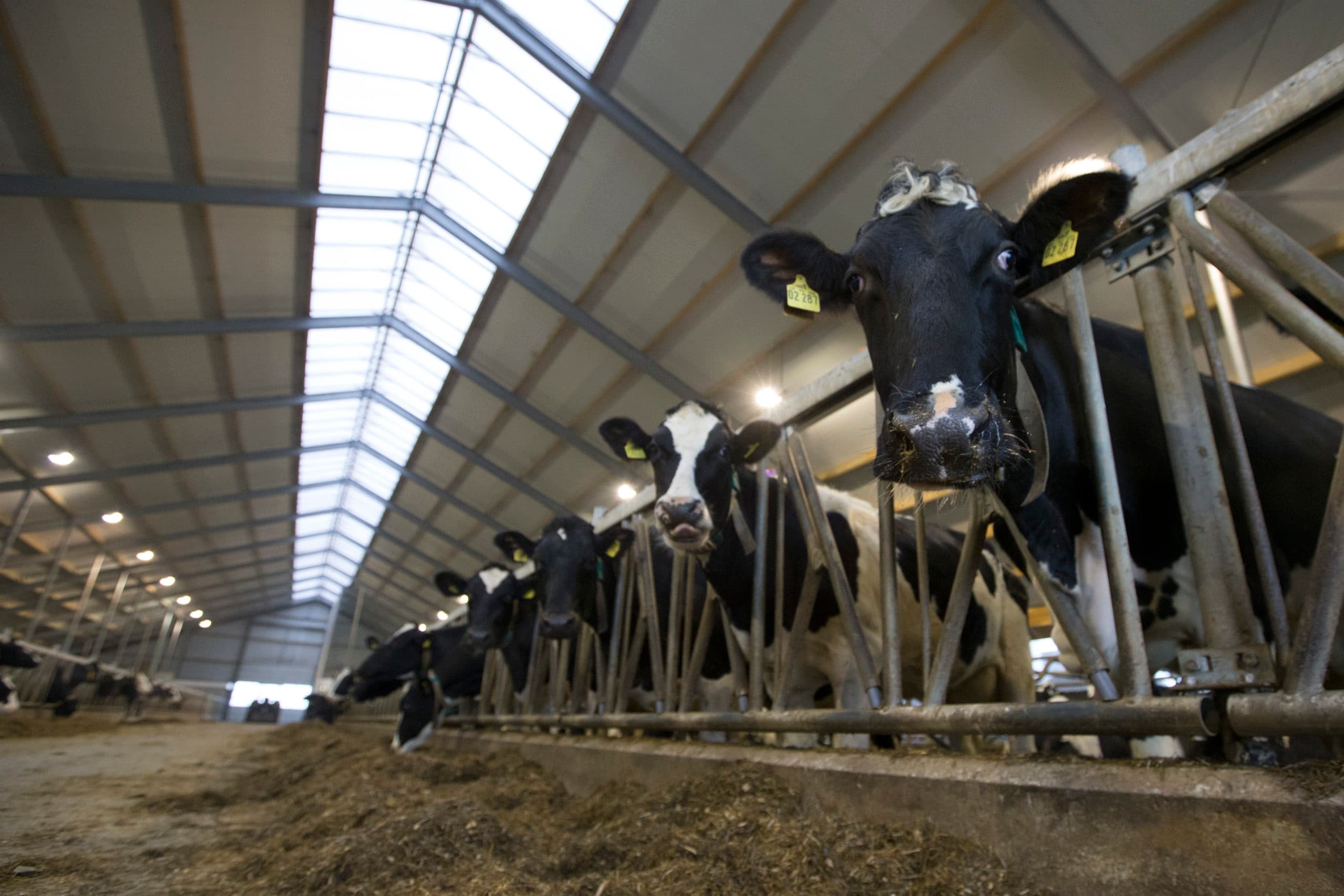 Foto: Anne van der Woude