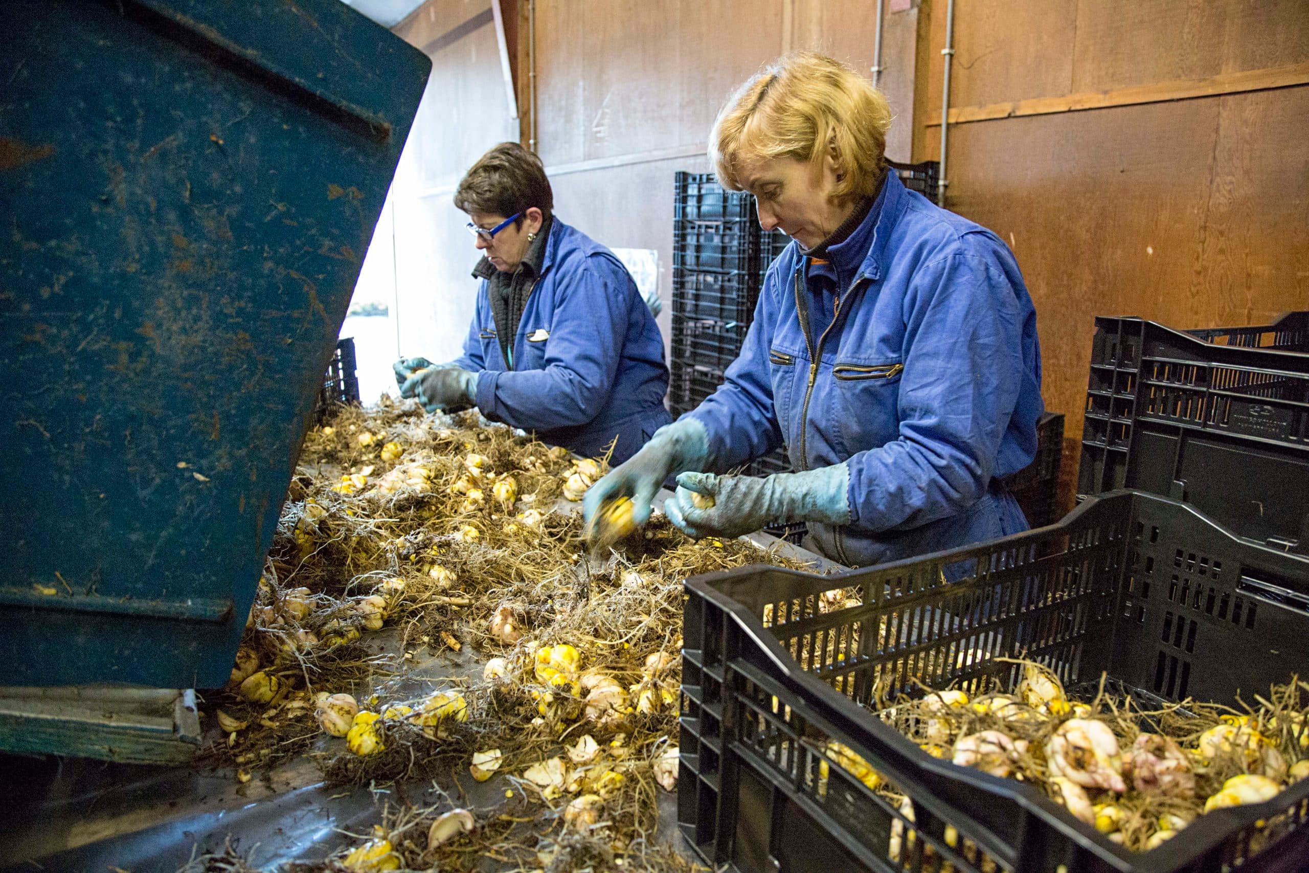 Het klaarmaken van bloembollen voor de export. - Foto: Jan Willem Schouten