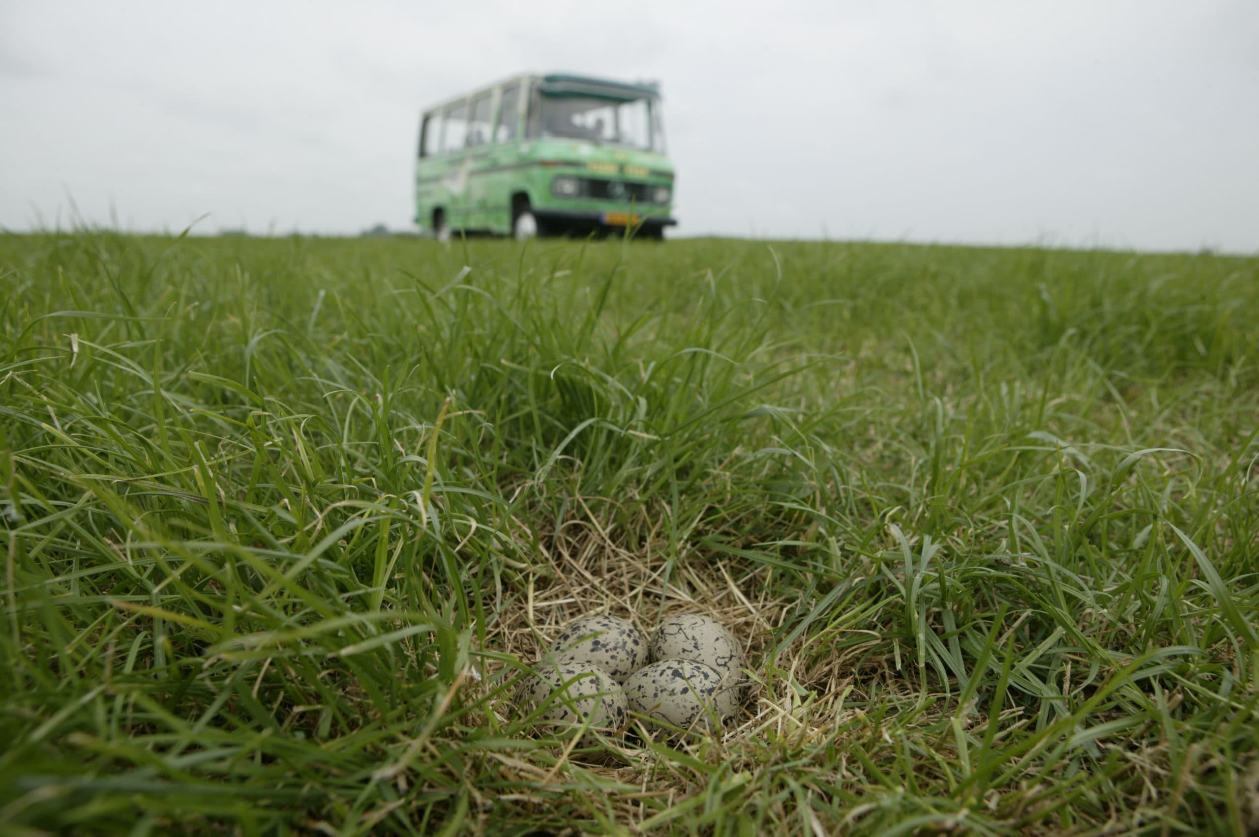 Weidevogel-vriendelijk grasland (archiefbeeld). - Foto: Mark Pasveer