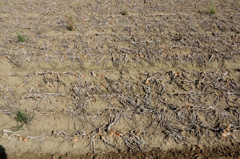 Tijdens de uiendag op de Rusthoeve was de schade van droogte en trips in het loof goed waarneembaar.