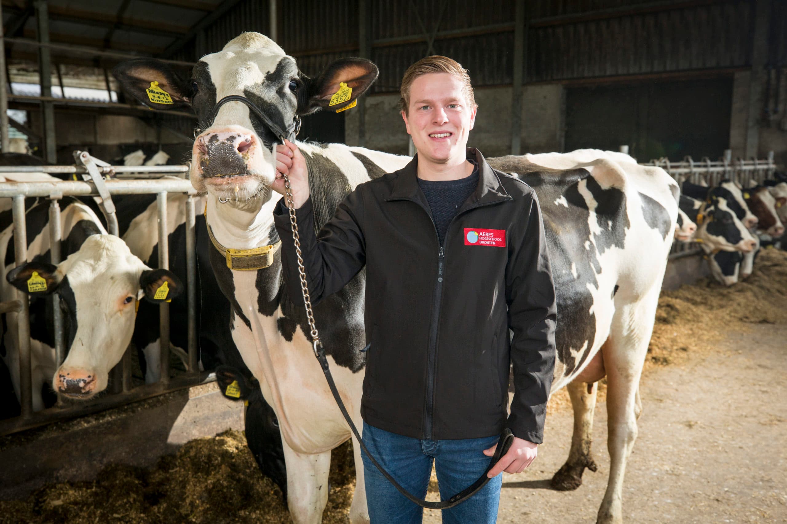 Jouke Holmer doet met Holbra Palody 2 mee aan de videokeuring, in de rubriek oude koeien. - Foto: Koos Groenewold