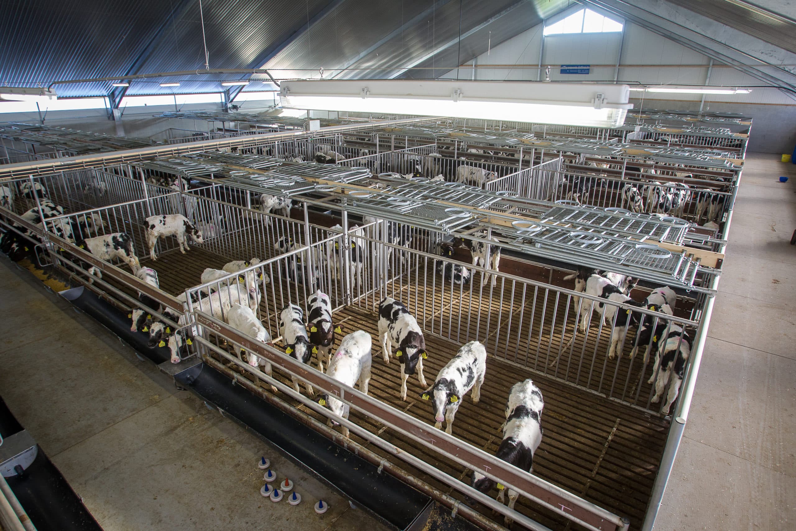 Jan en Hilde Lauwers bouwden een nieuwe vleeskalverstal voor 700 kalveren - Foto: Peter Roek