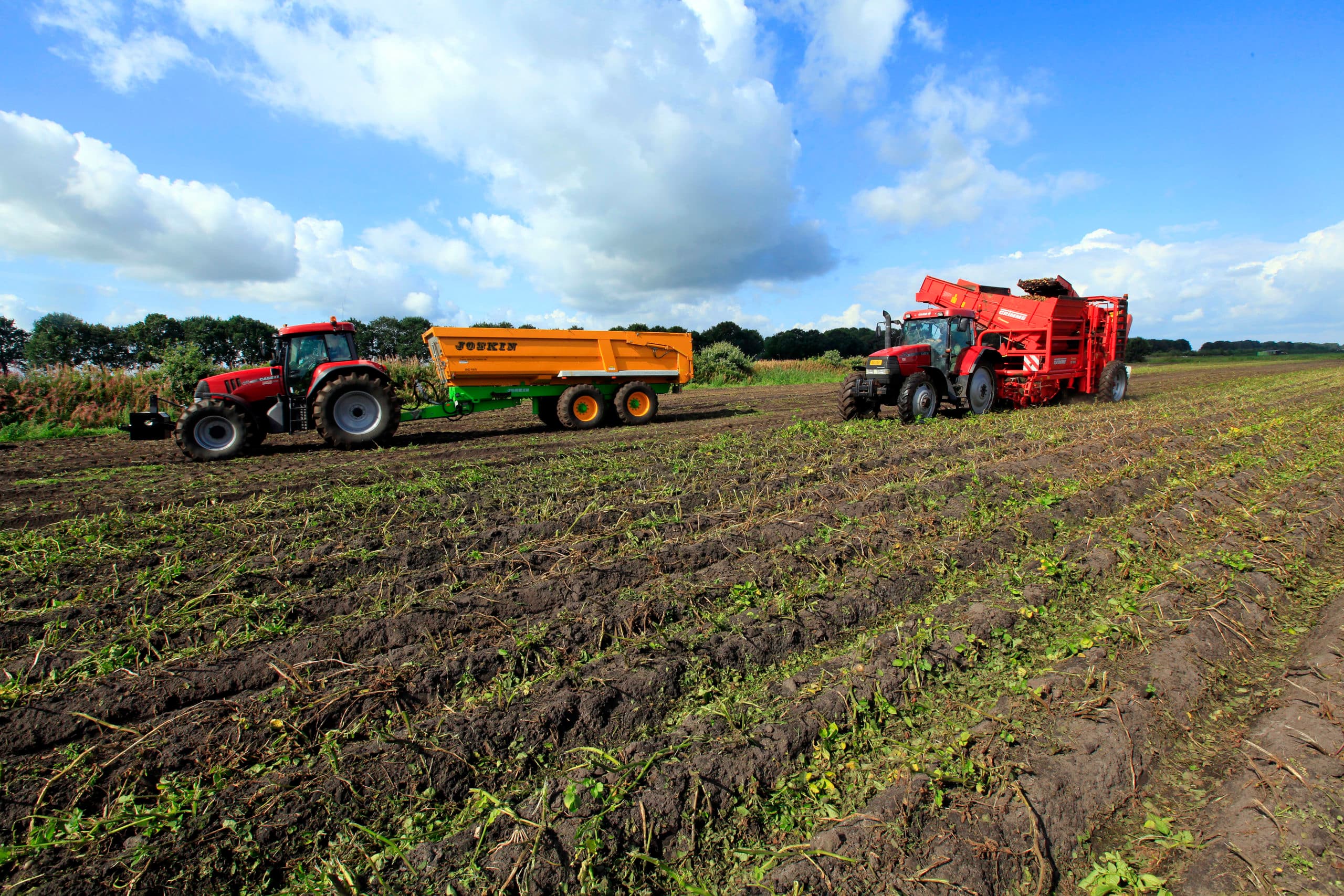 Oogst van zetmeelaardappelen voor vroege levering. Onder andere door vroege leveringen en nauwe rotaties halen zetmeelaardappeltelers maar zo n 60% van de potentiële opbrengst. - Foto: Henk Riswick