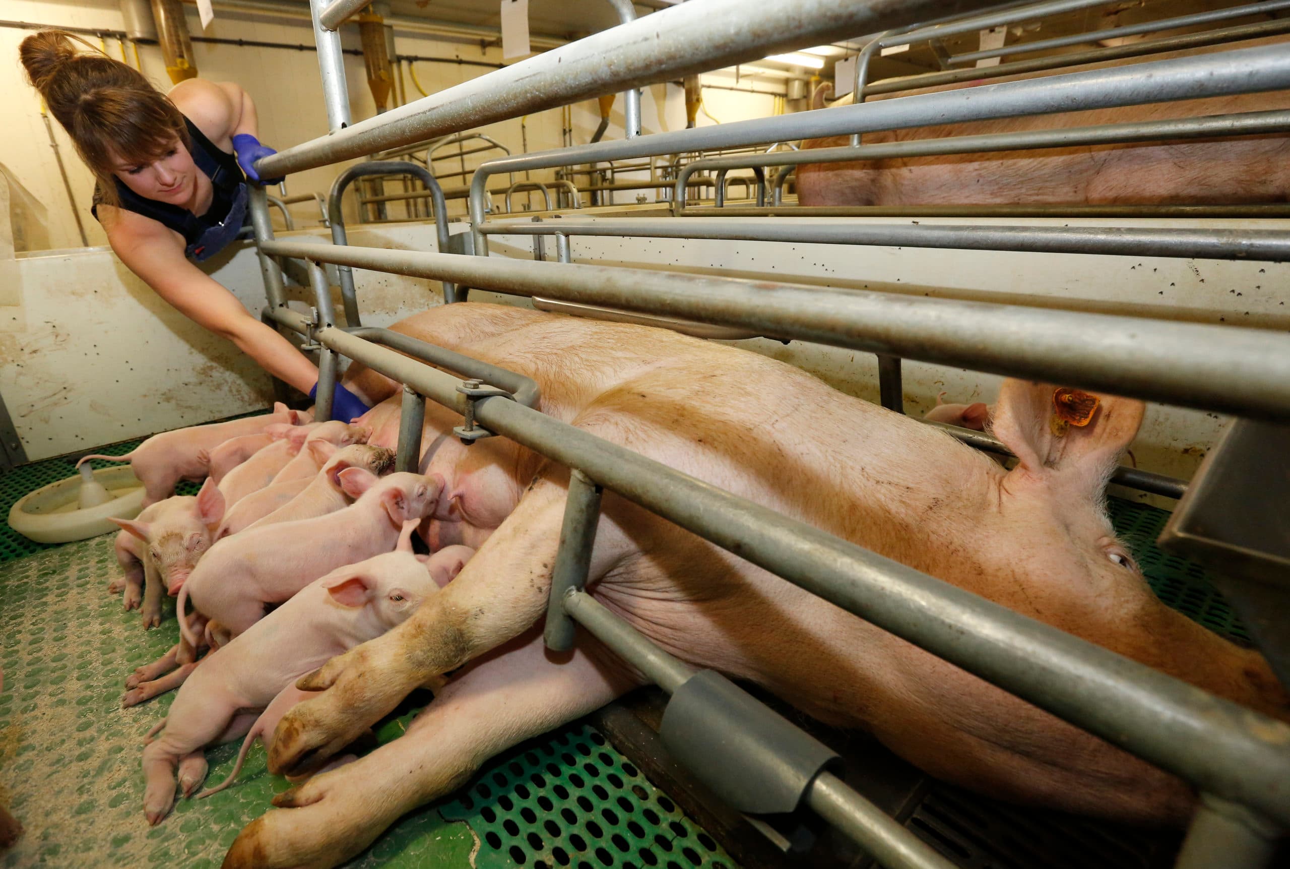 Nadieh Schleedoorn (30) werkt als zzp'er bij Doeschot en is verantwoordelijk voor het kraamstalmanagement. Zij kan alle aandacht aan de zeugen schenken. - Foto: Henk Riswick