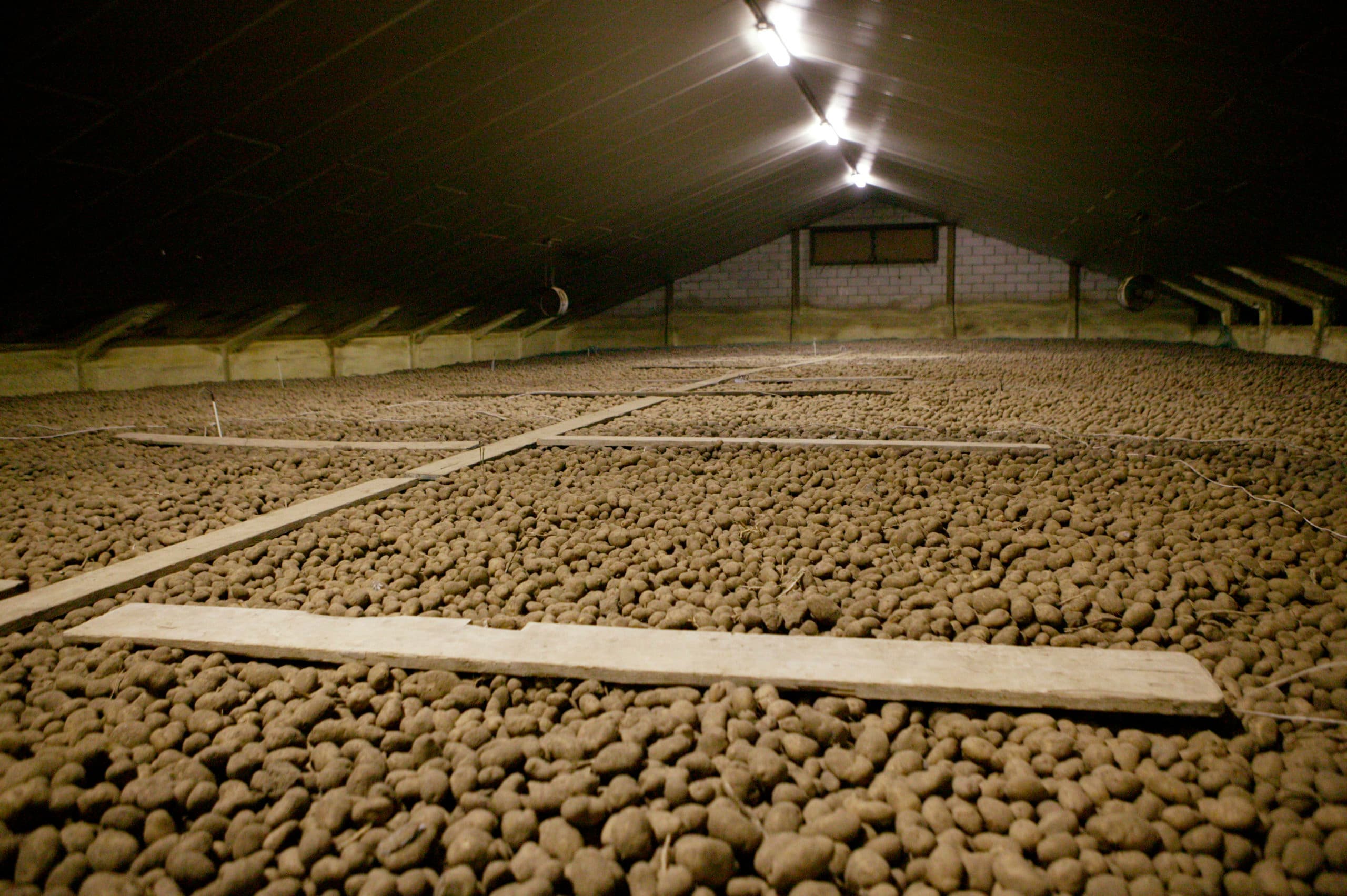 Aardappelen in Groeningen in het oosten van Noord-Brabant. Het is soms verstandiger meer prioritiet te geven aan de bewaring, dan aan de laatste paar procent productie. - Foto: Michel Zoeter