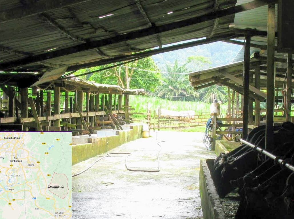 De koeien van zijn vader staan individueel aangebonden en liggen op rubberen matten. De stallen worden na het melken met water schoongespoten, wat veel nattigheid geeft met bijbehorende klauwproblemen. Manivannan jr. ziet in zijn groep minder problemen.