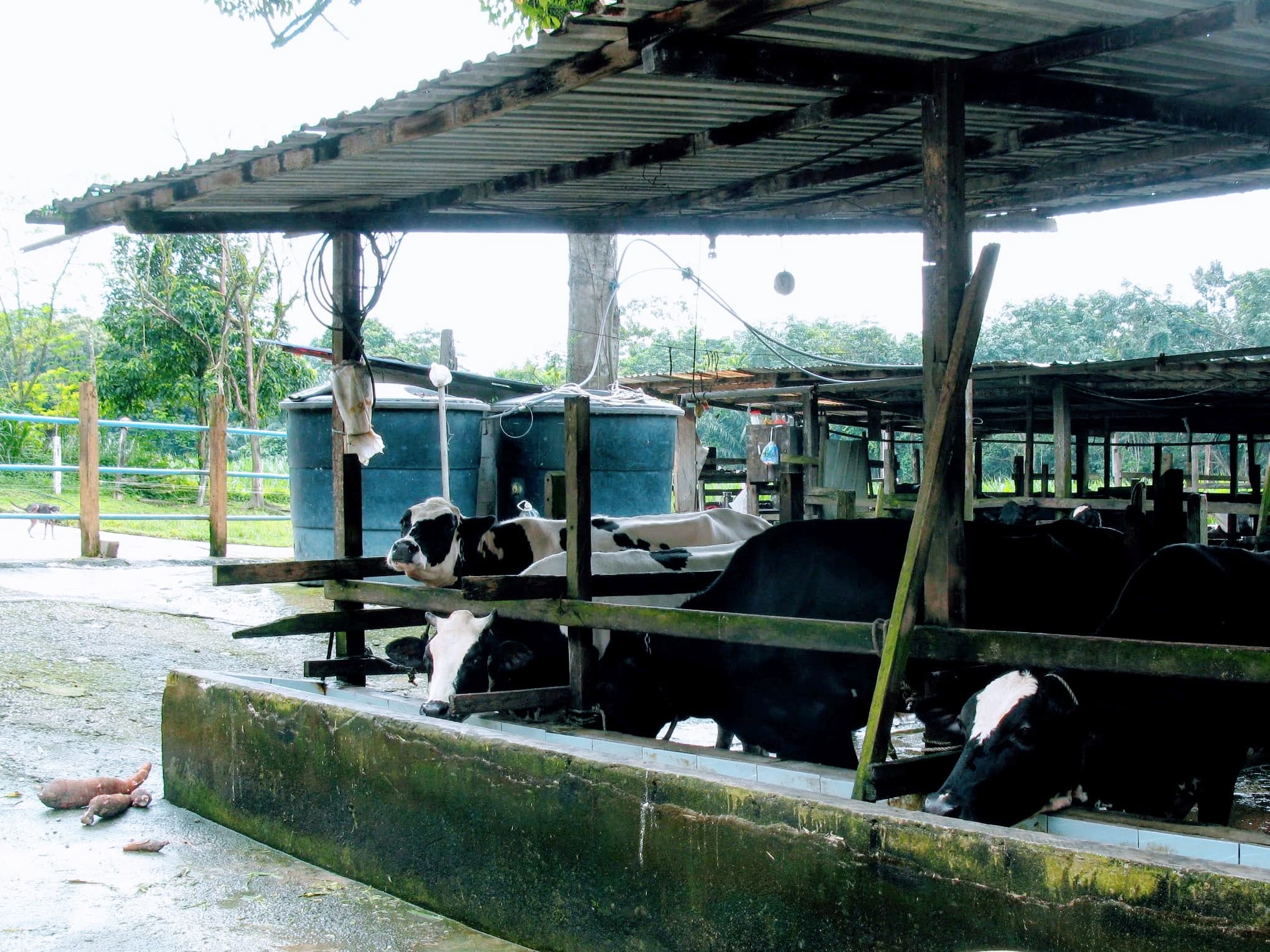 Boerderij.nl bezoekt in Maleisië de Mani Dairy Farm in Lenggeng, zo'n 60 kilometer ten zuiden van de hoofdstad Kuala Lumpur. De heer Manivannan jr. geeft een rondleiding en vertelt over een melkveesector in problemen. Hoge grondprijs, te weinig werkers, ziekten en hoog intensiteit en een overheid die zich afvraagt of zij wel een melkveesector wil. Het lijkt Nederland wel. Foto's: Robert Prins